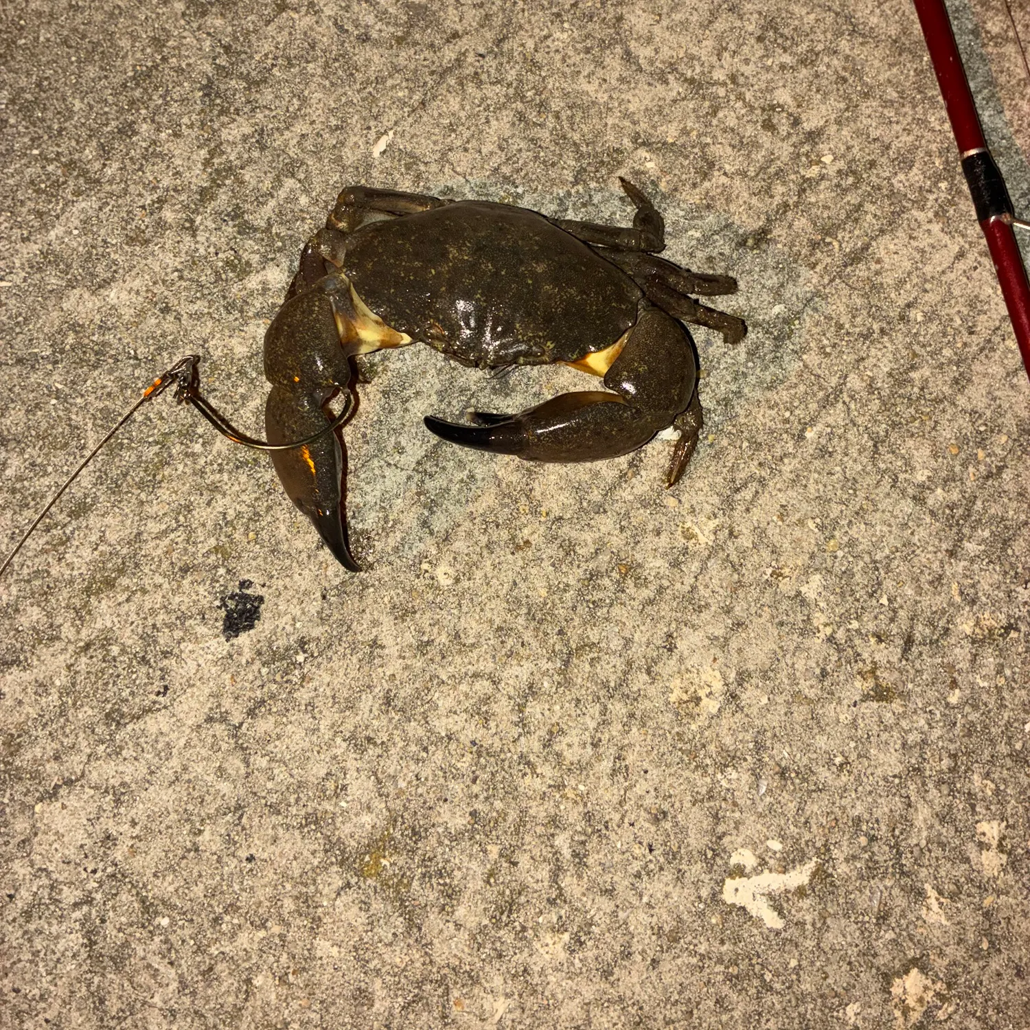 The most recent Giant mud crab catches on Fishbrain