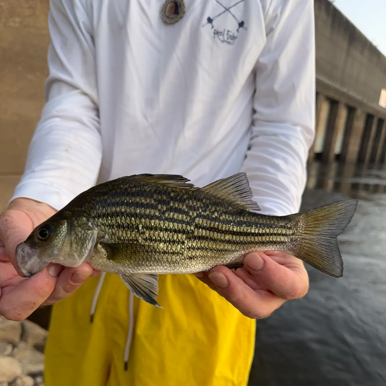 Yellow bass caught on Fishbrain
