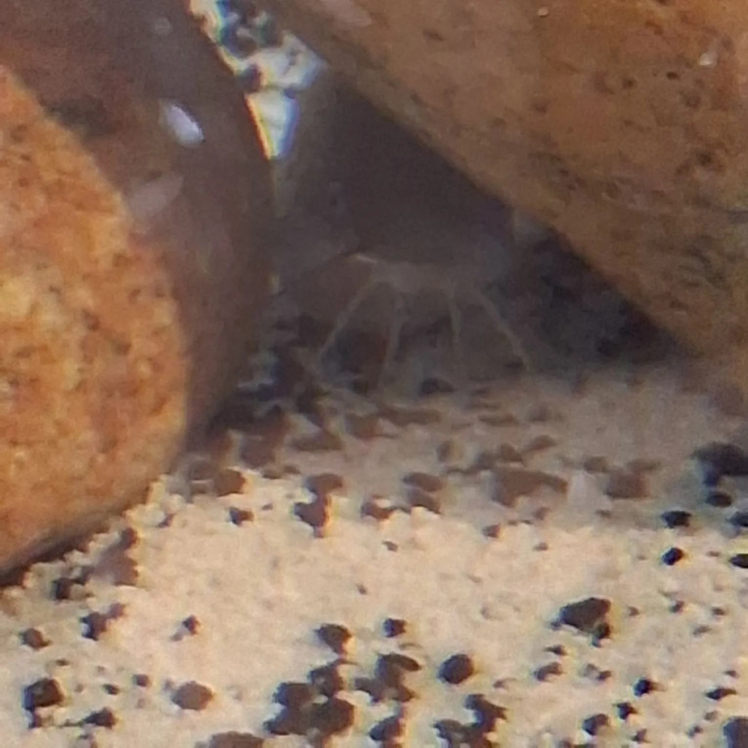 Yellow bullhead caught on Fishbrain