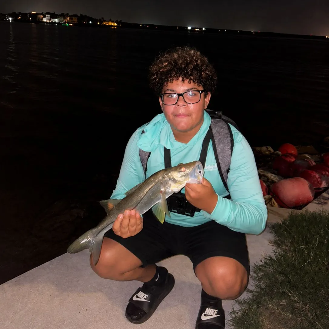The most recent Common snook catches on Fishbrain