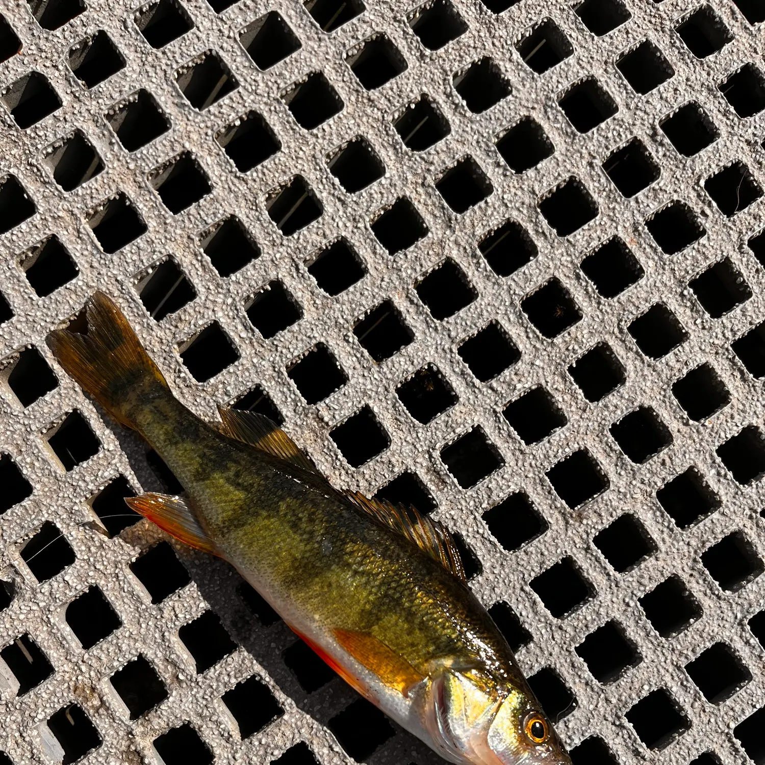 Yellow perch caught on Fishbrain
