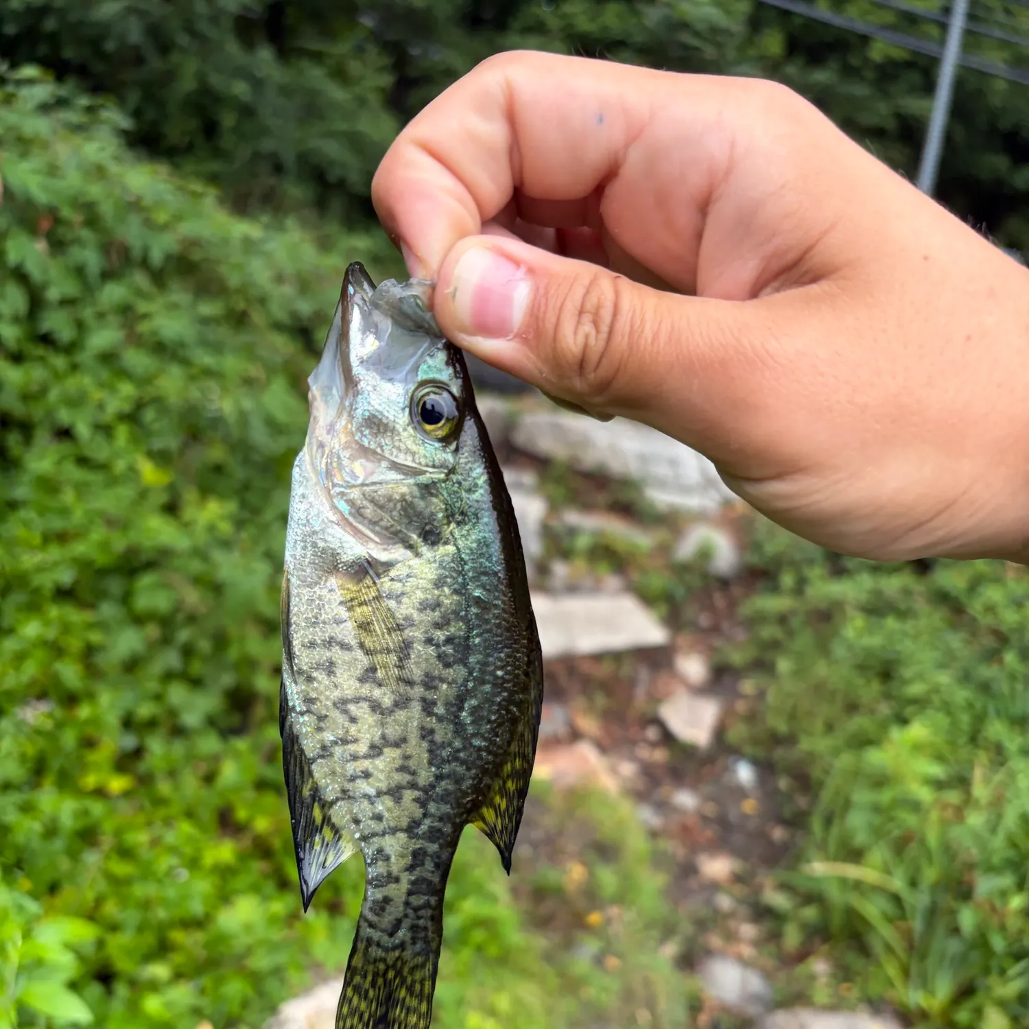 The most recent Magnolia crappie catches on Fishbrain