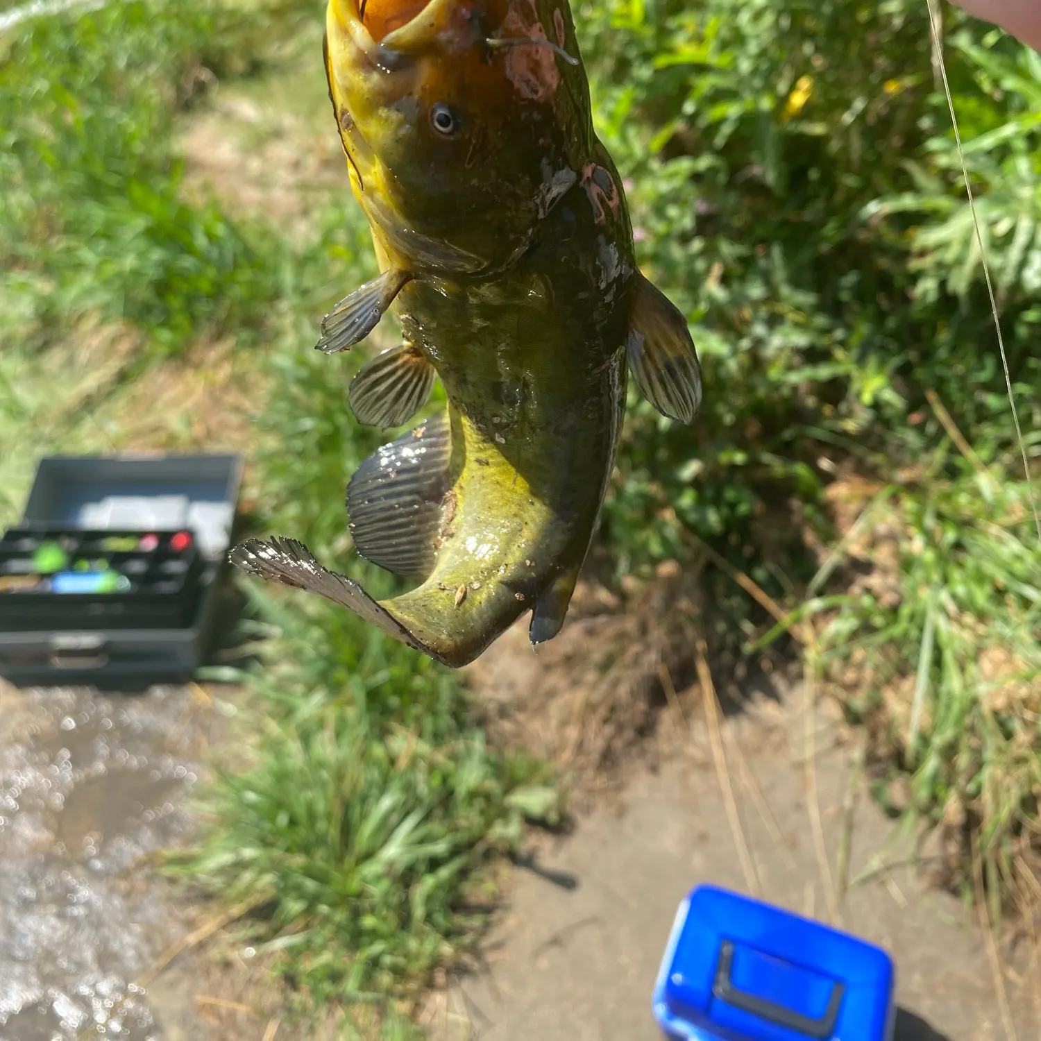 Yellow bullhead caught on Fishbrain
