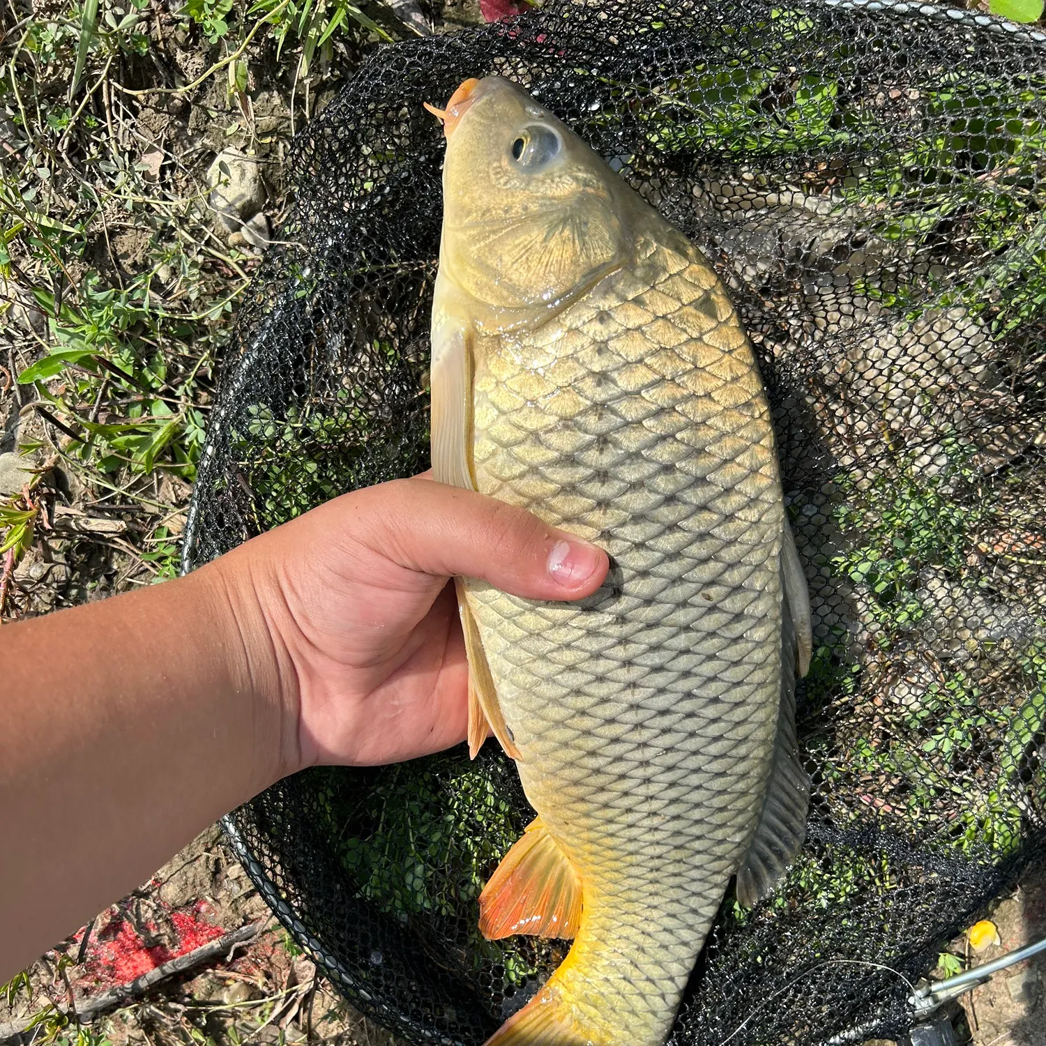 Common carp caught on Fishbrain