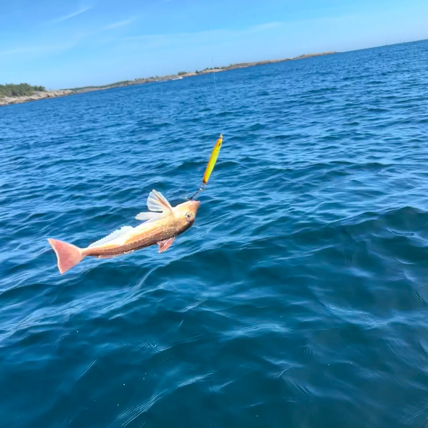 The most recent Northern searobin catches on Fishbrain