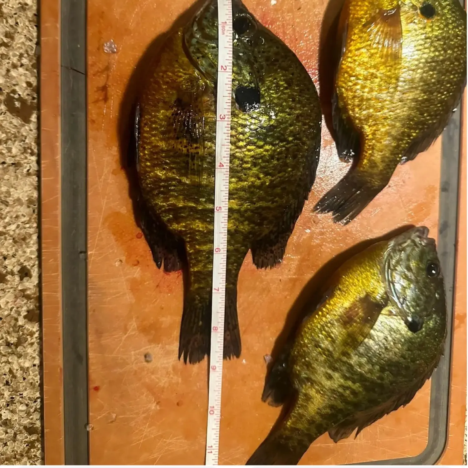 recently logged catches