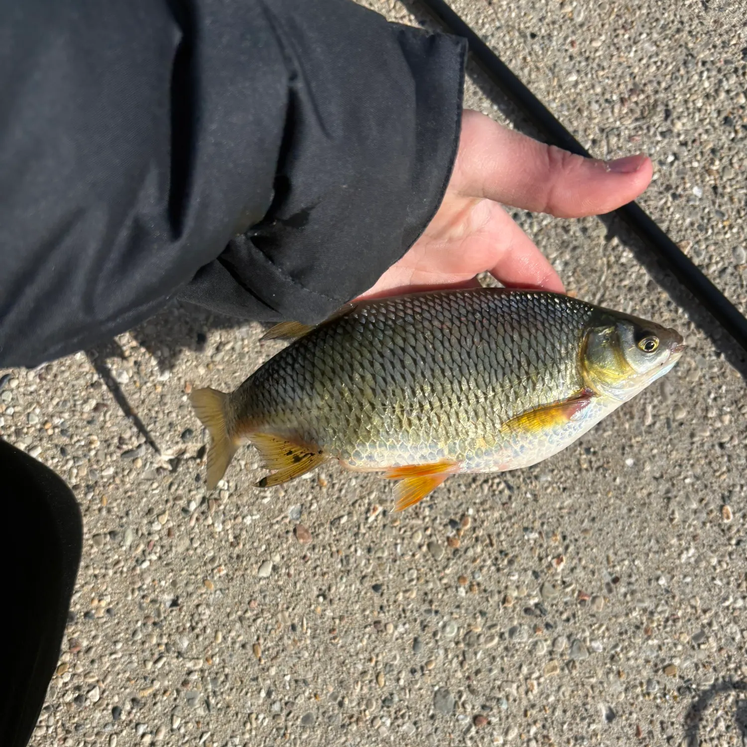 The most recent Golden shiner catches on Fishbrain