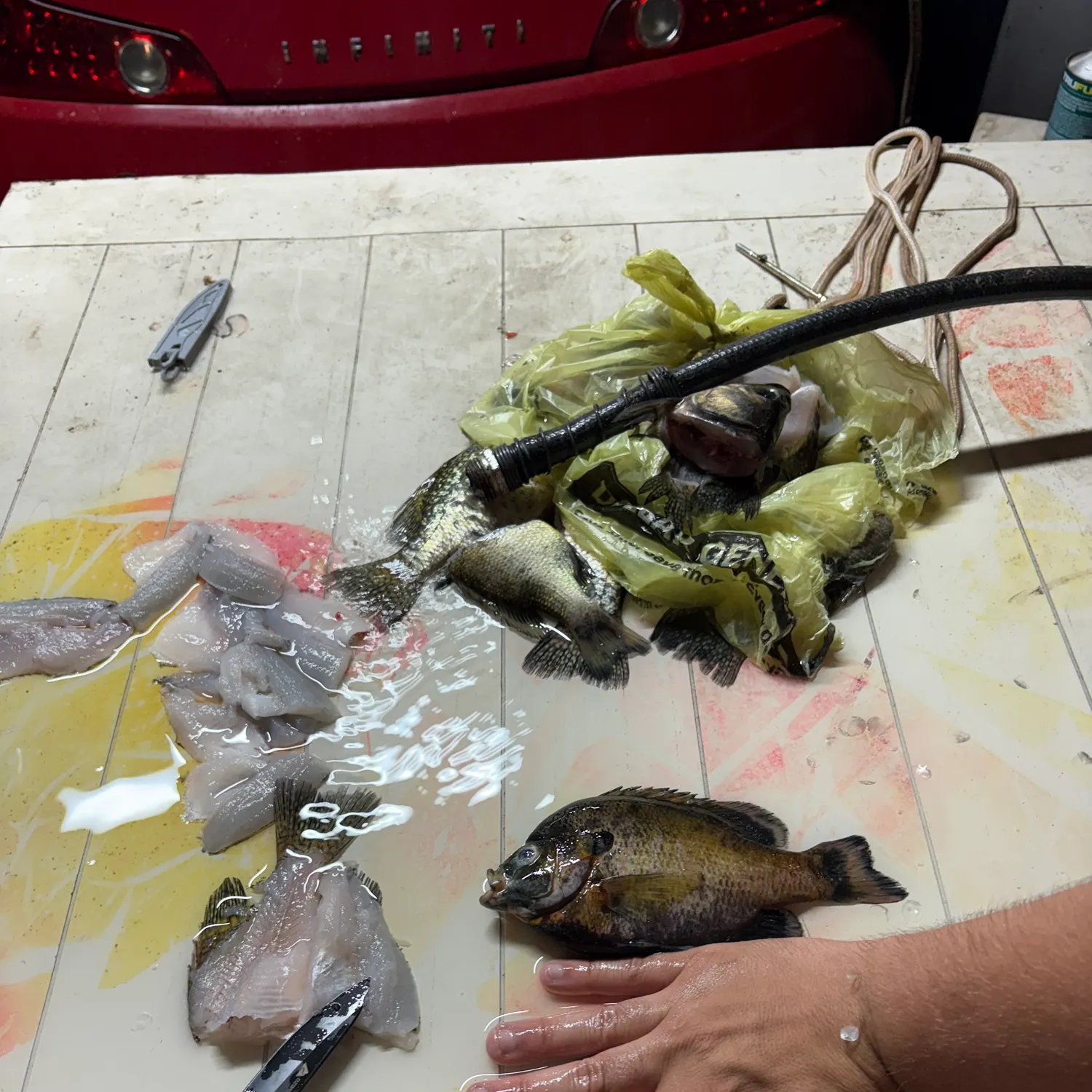recently logged catches