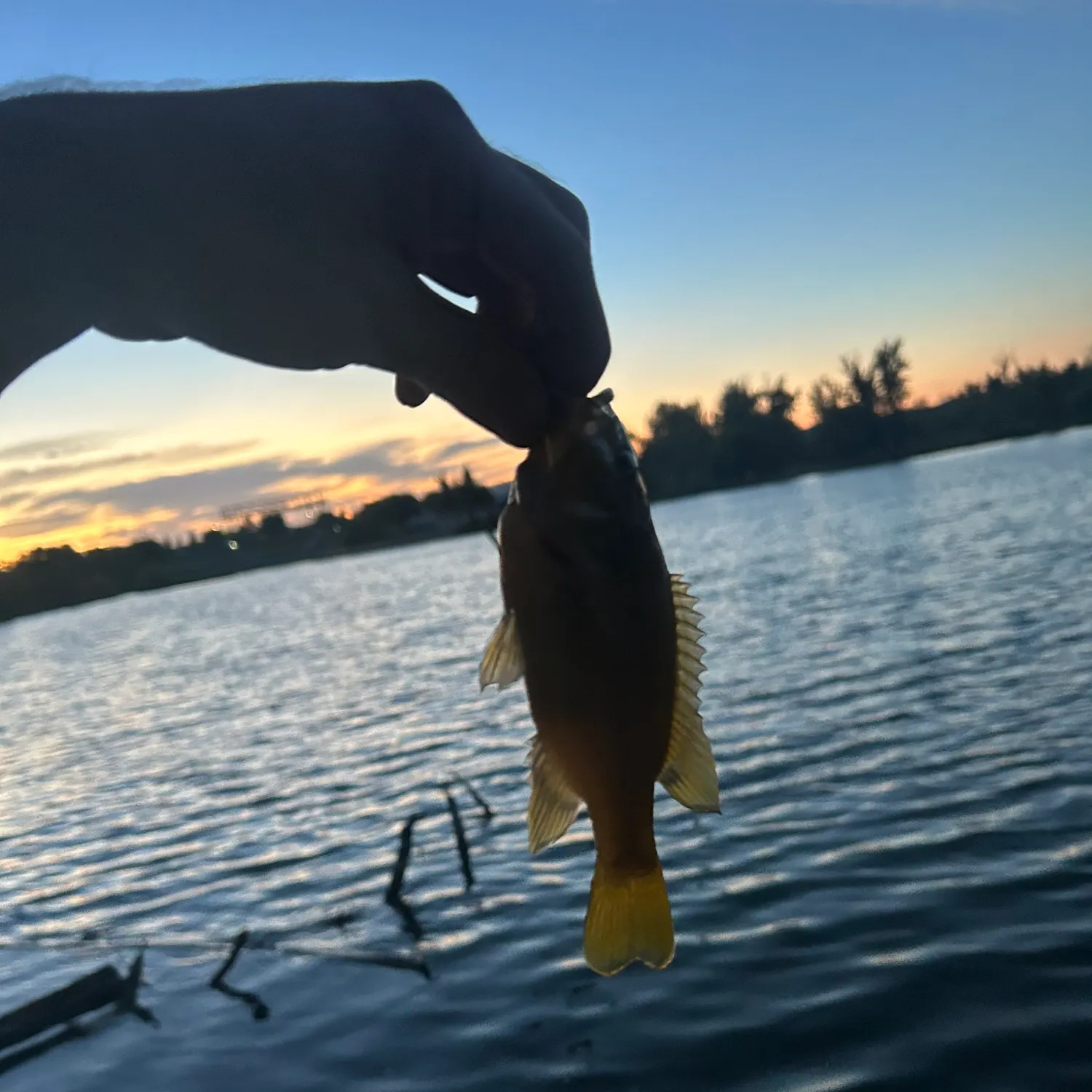 Green sunfish caught on Fishbrain