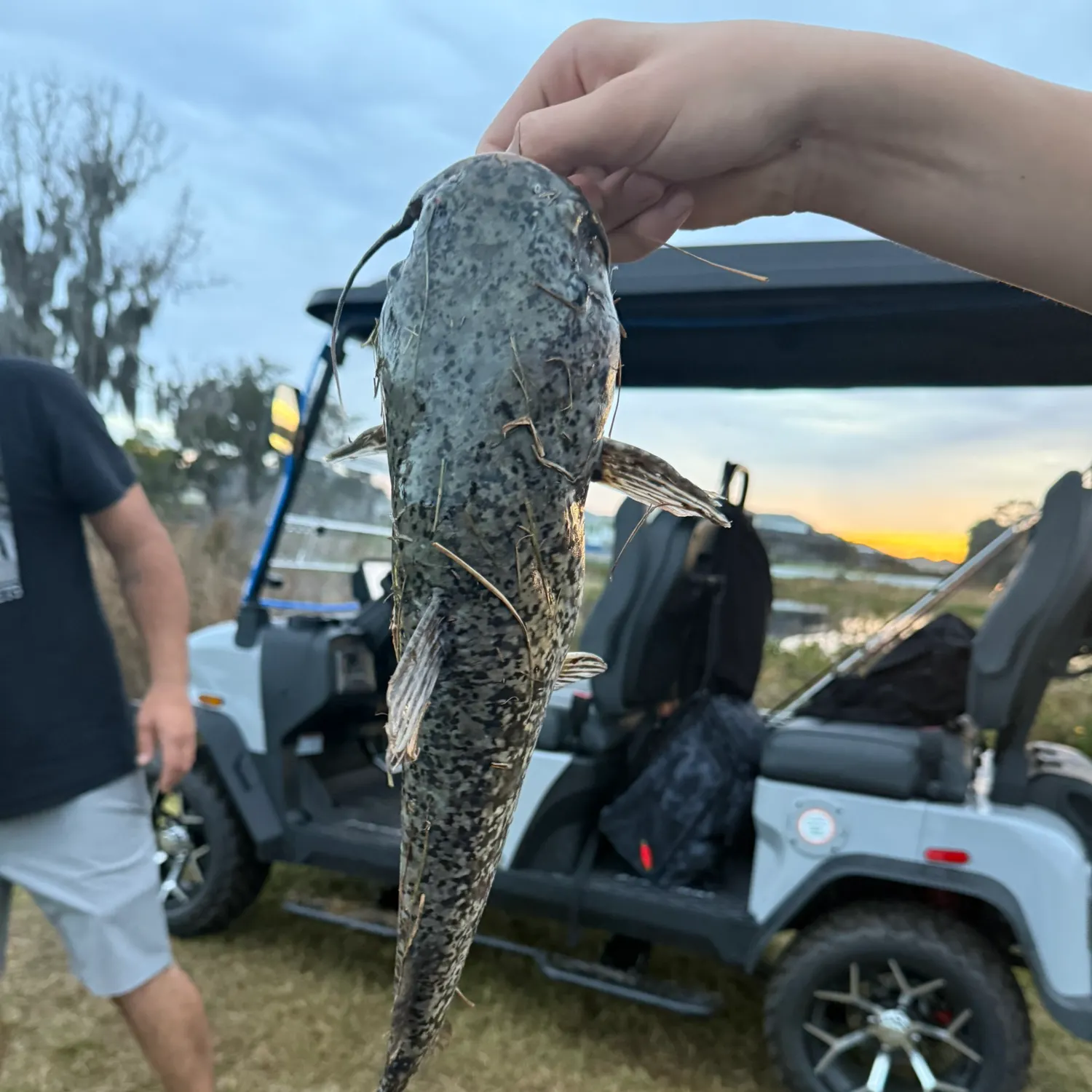 The most recent Flathead catfish catches on Fishbrain