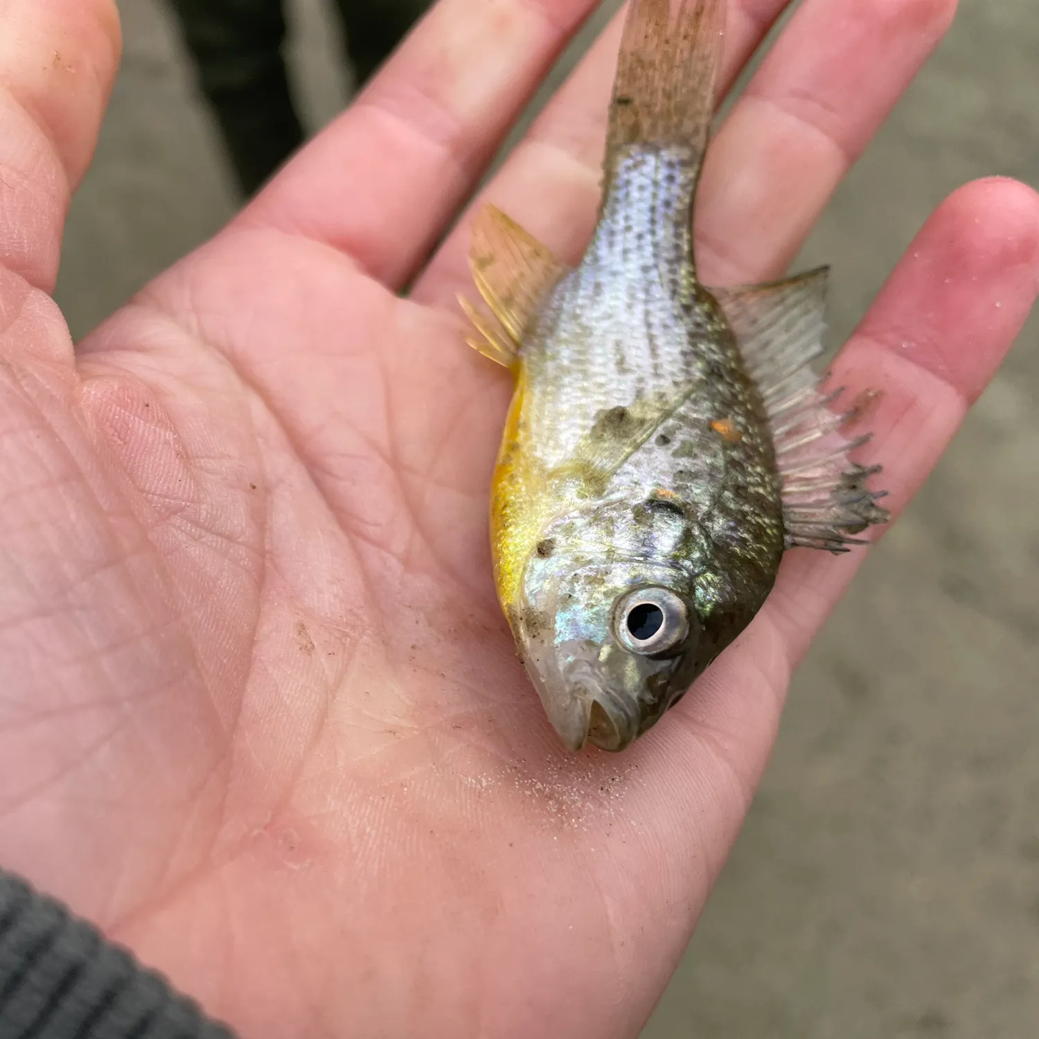 Fish caught on Fishbrain