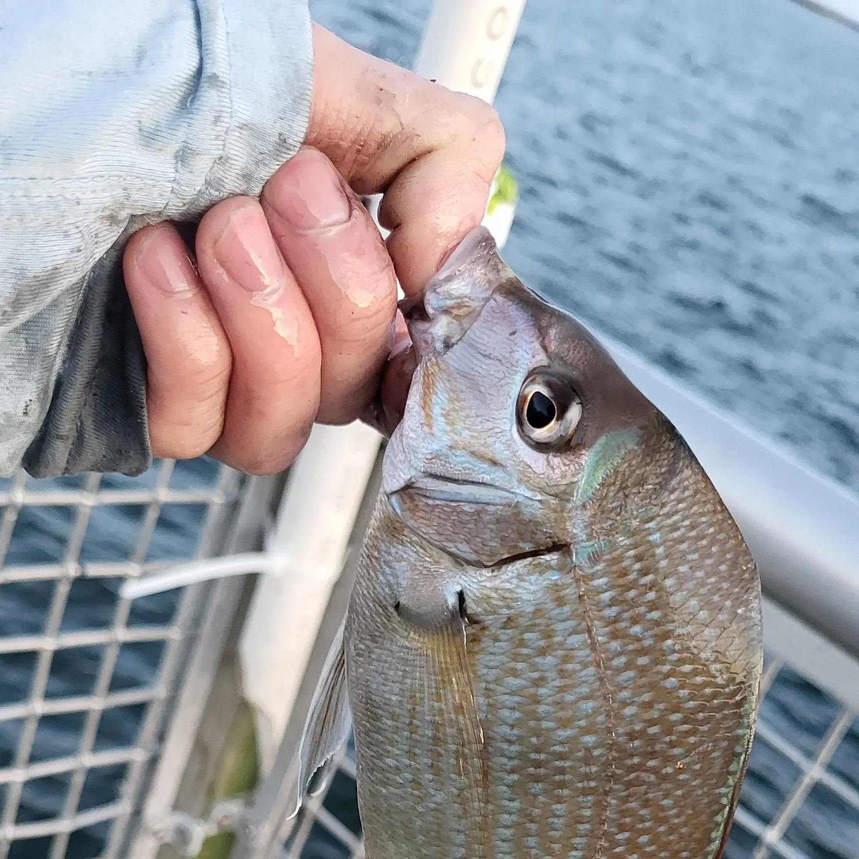 Scup caught on Fishbrain