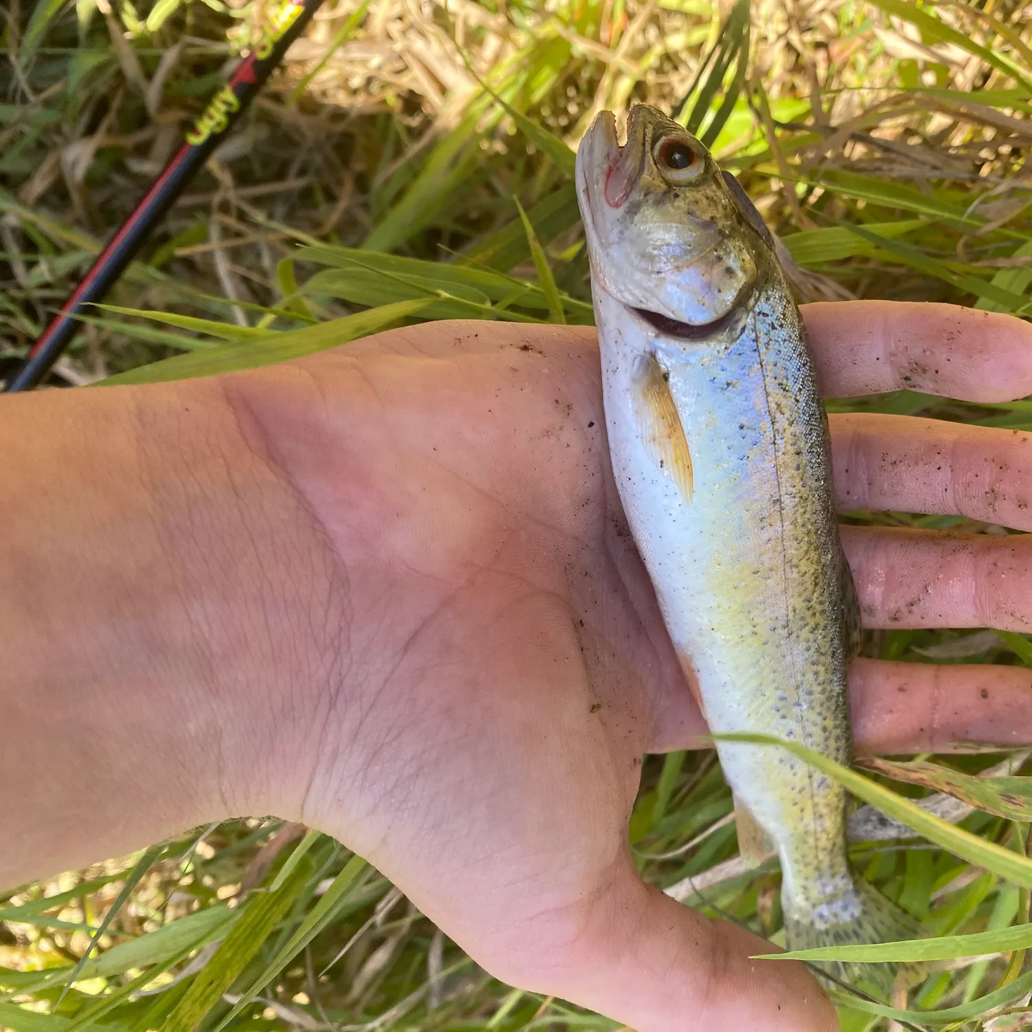 Coastal cutthroat trout caught on Fishbrain