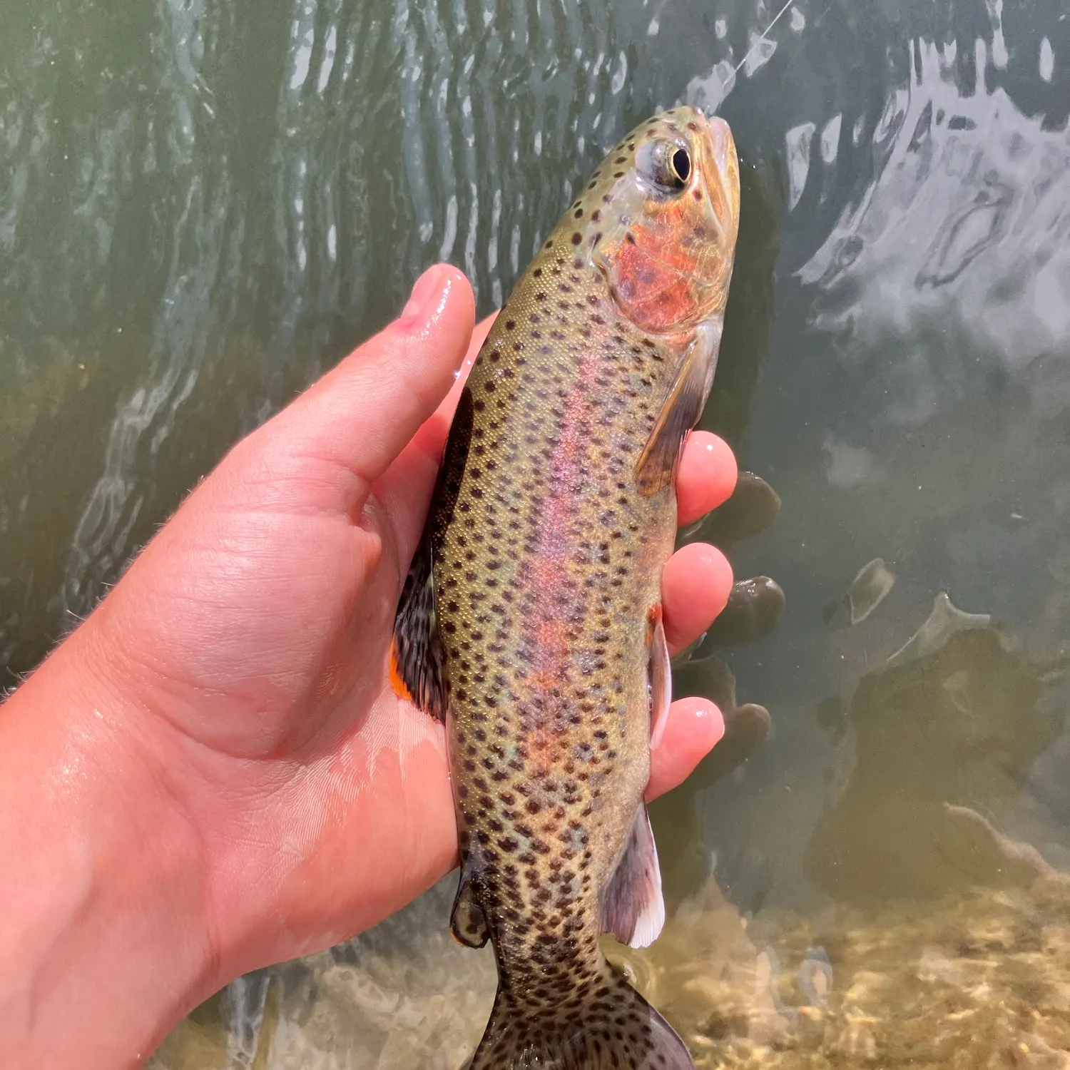 The most recent Great basin redband trout catches on Fishbrain