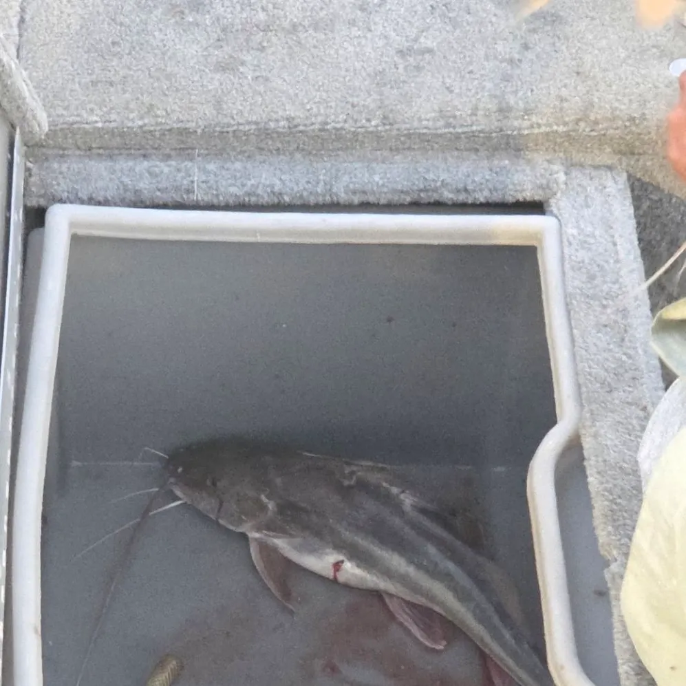 The most recent White pimelodus catches on Fishbrain