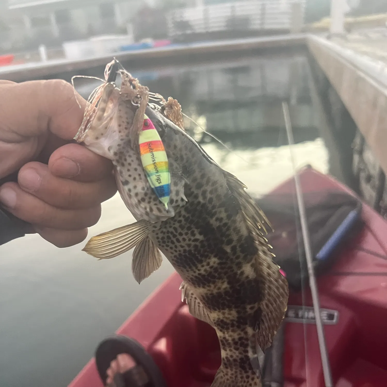 Spotted sand bass caught on Fishbrain