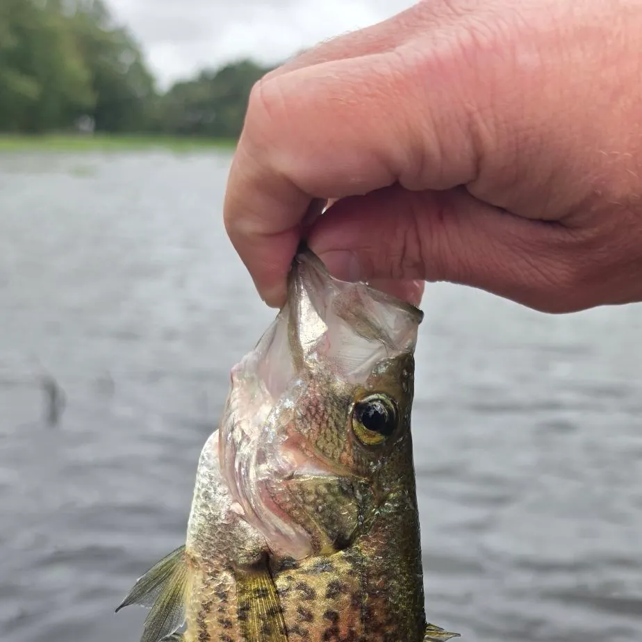 Black crappie caught on Fishbrain