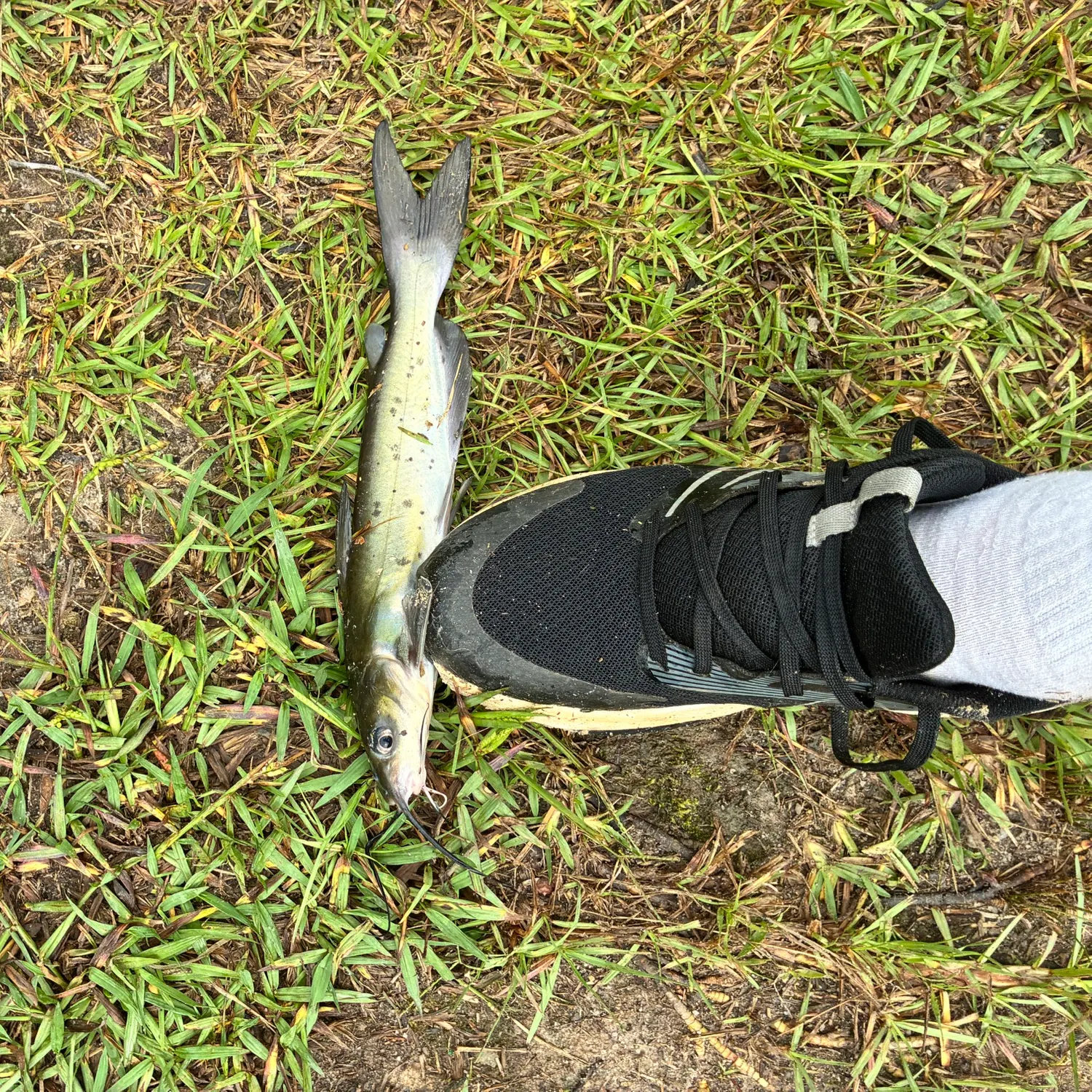 Channel catfish caught on Fishbrain