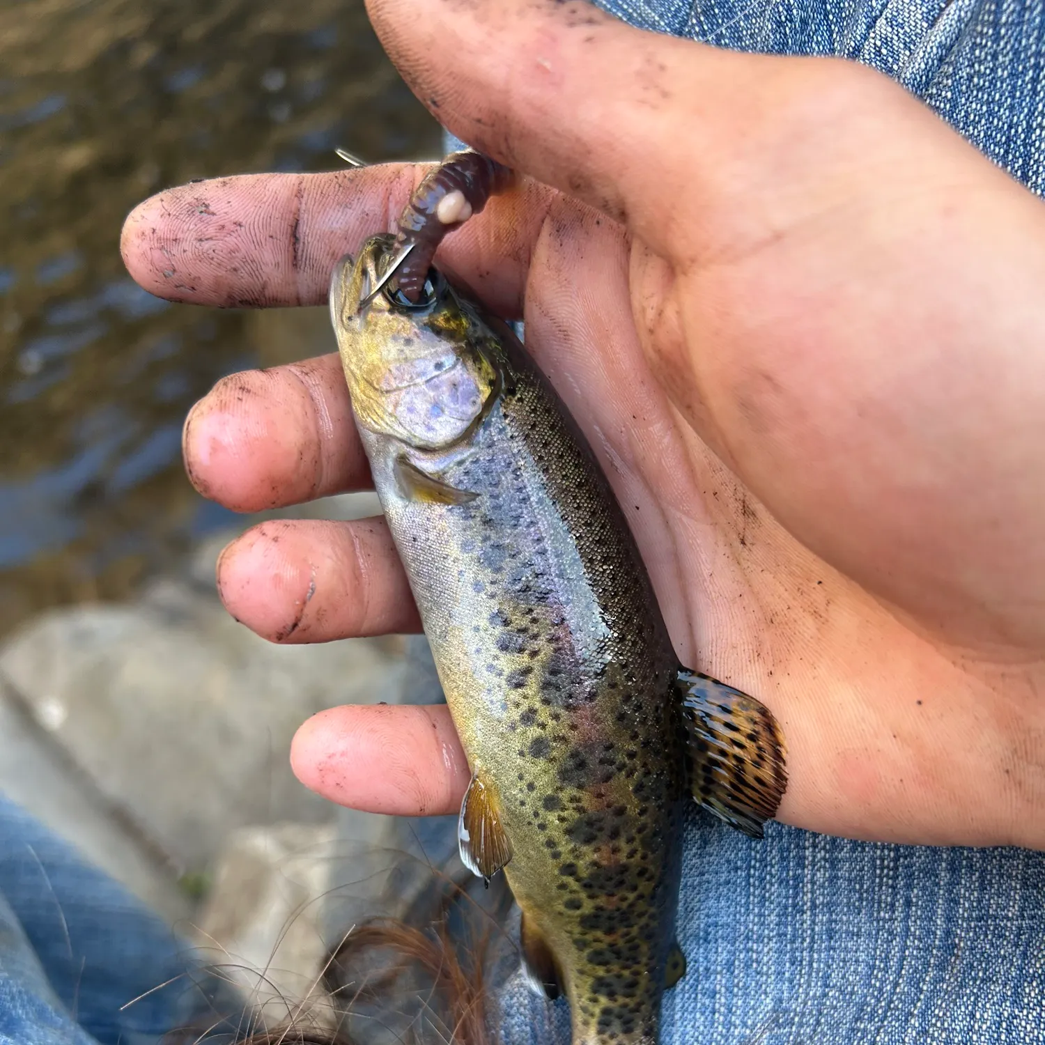 Rainbow trout caught on Fishbrain