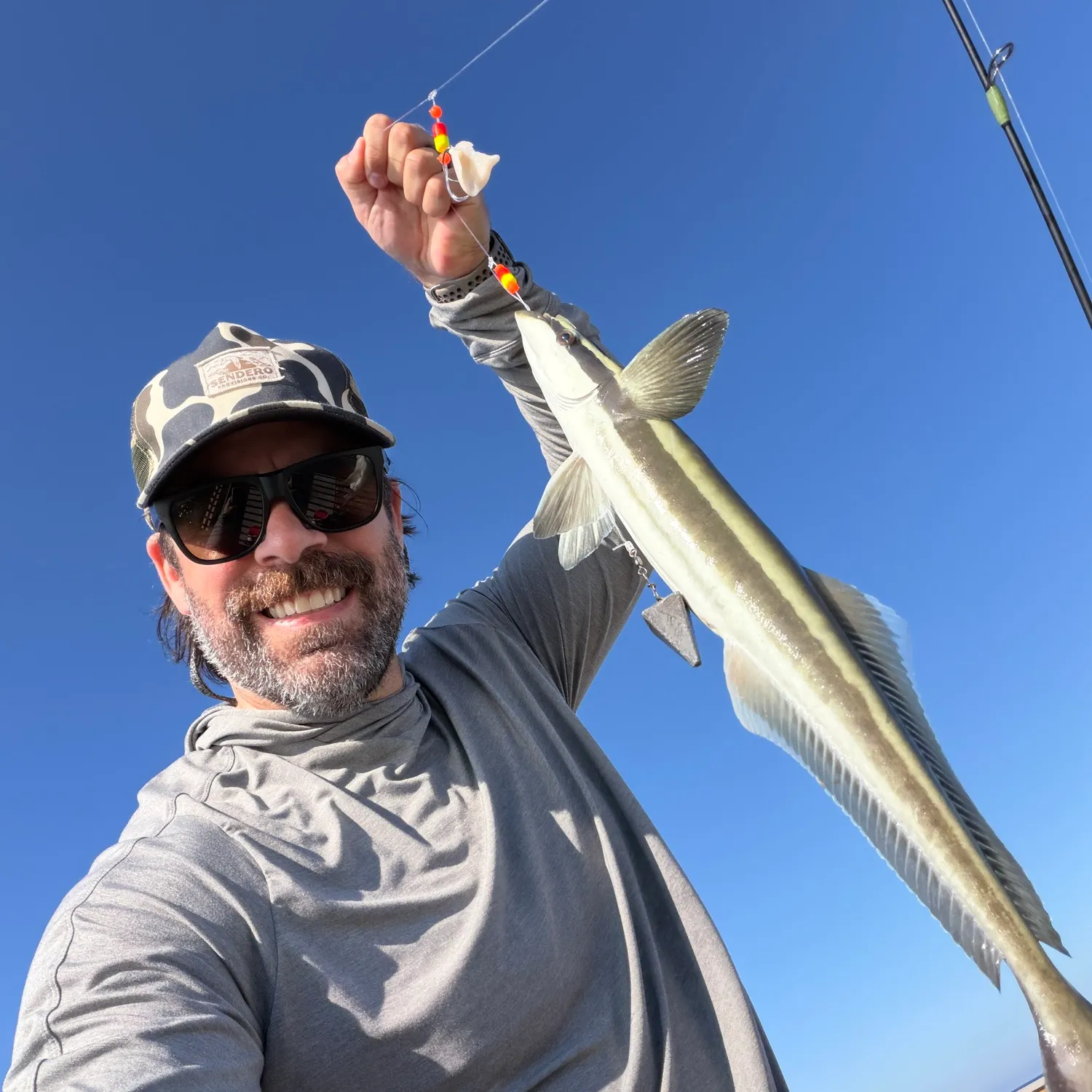 The most recent Common remora catches on Fishbrain