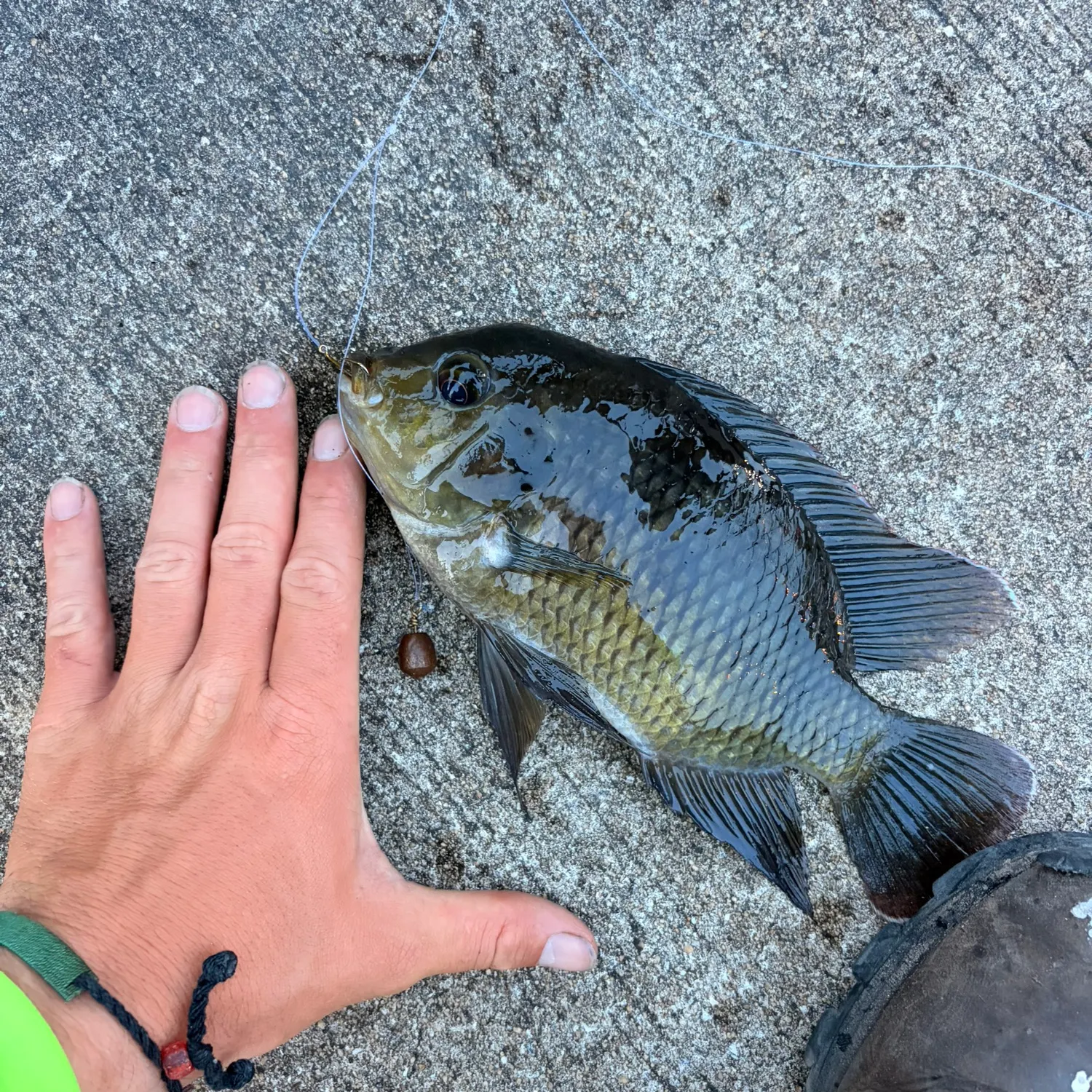 Spotted tilapia caught on Fishbrain