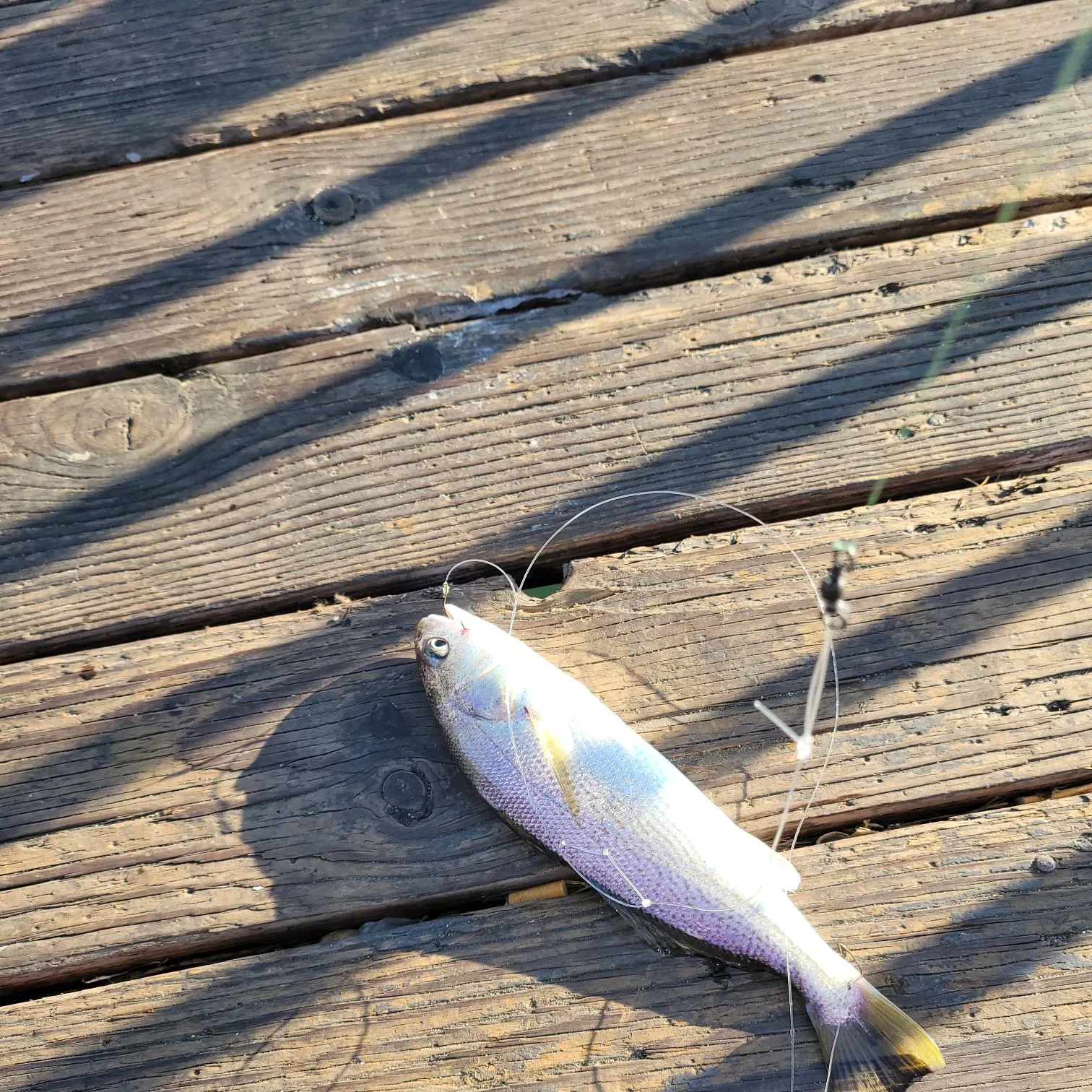 The most recent Yellowfin croaker catches on Fishbrain