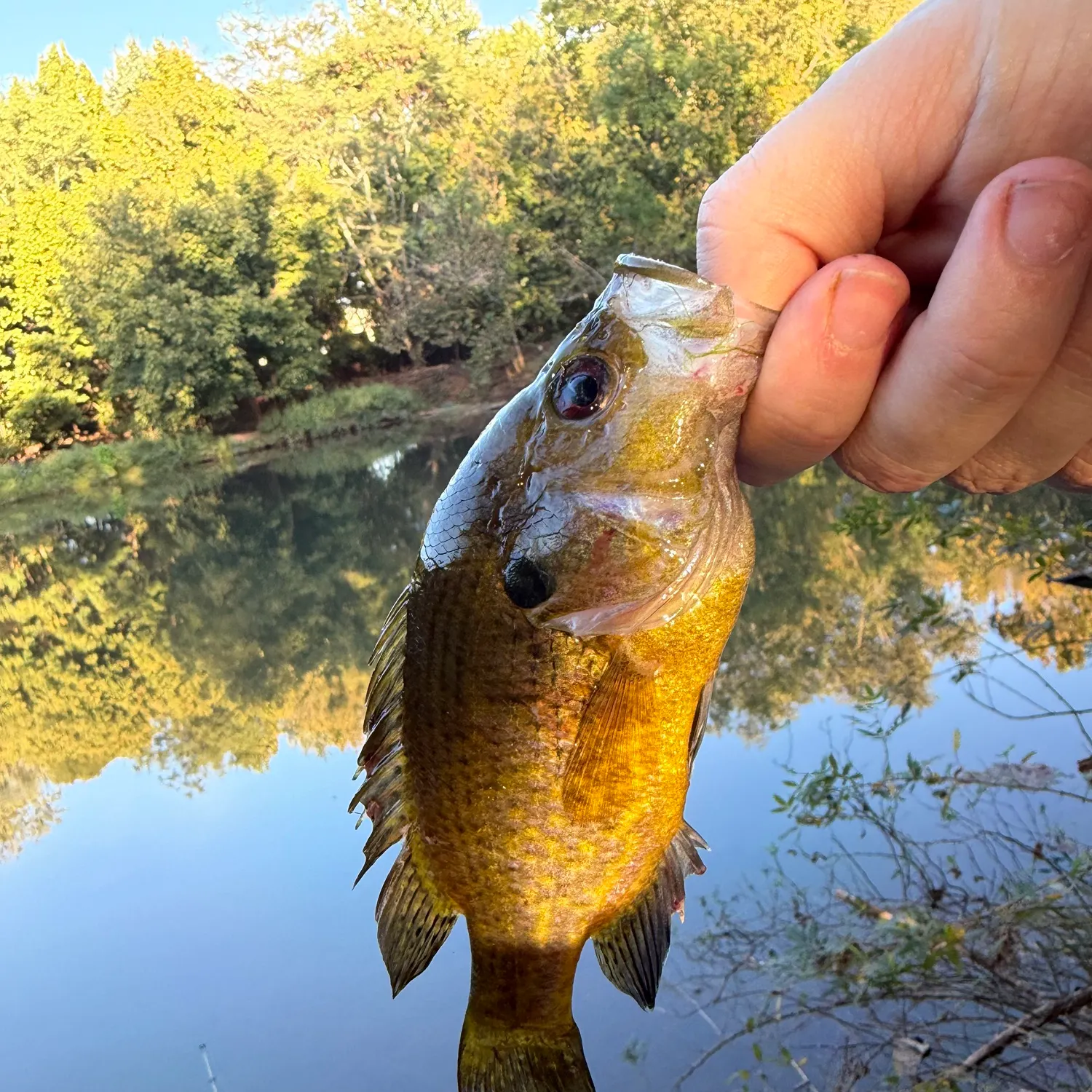 Warmouth caught on Fishbrain