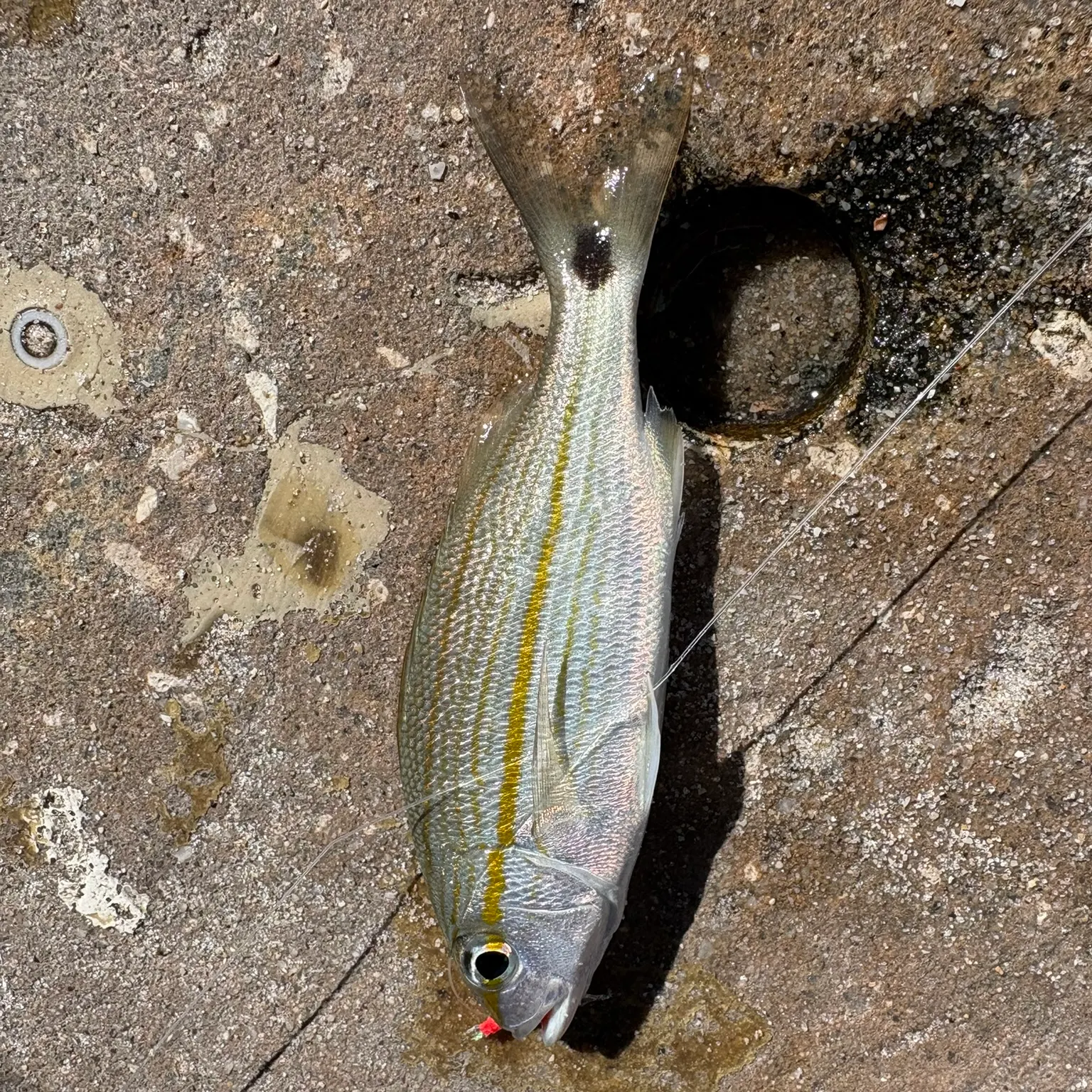 The most recent Tomtate grunt catches on Fishbrain