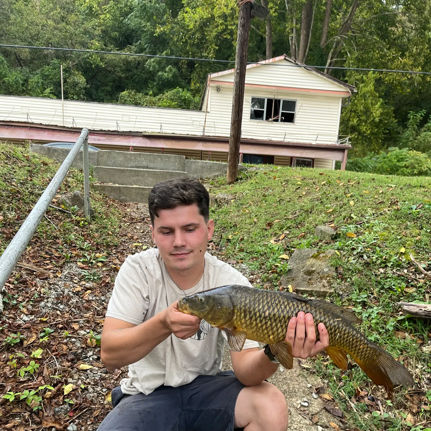 Common carp caught on Fishbrain