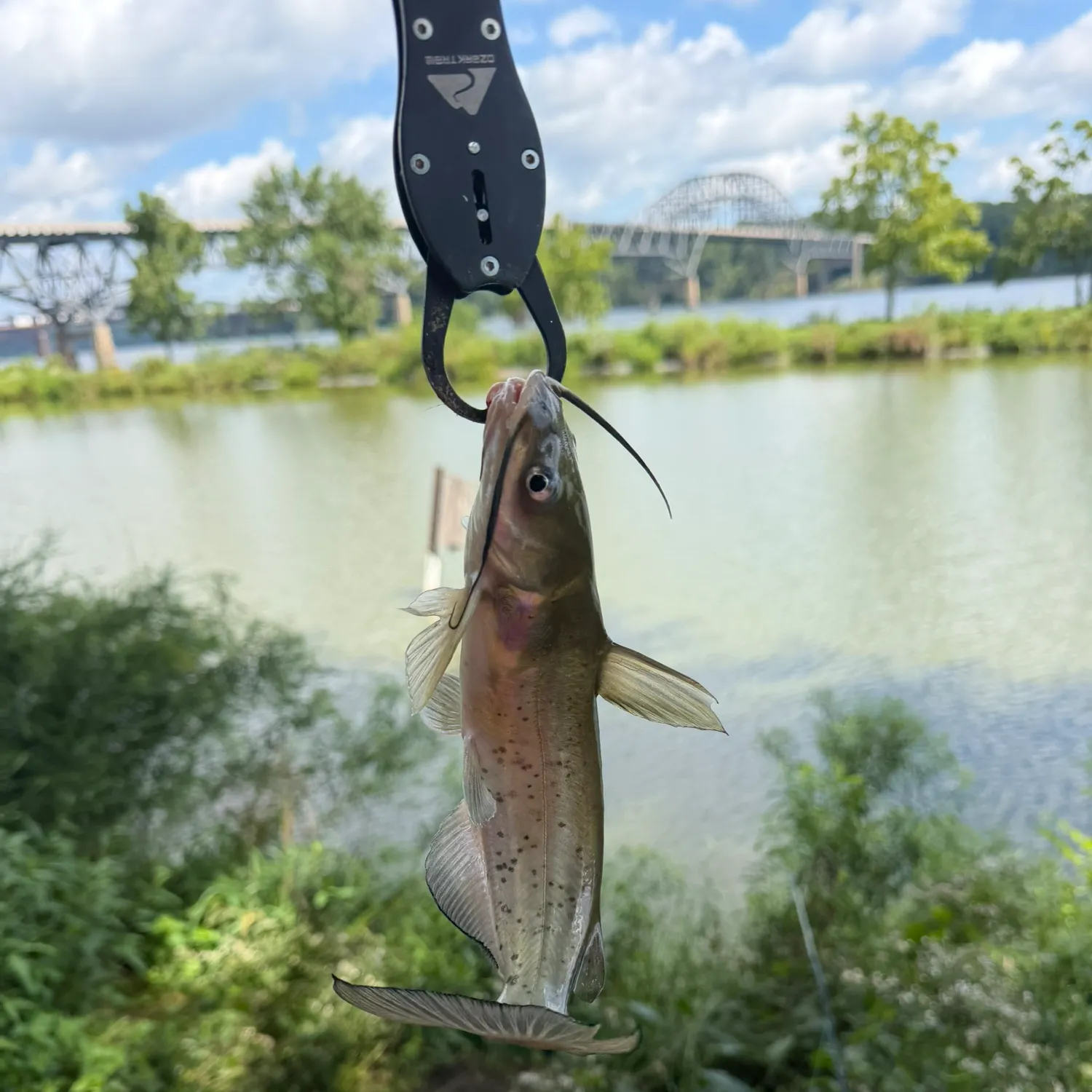 Channel catfish caught on Fishbrain
