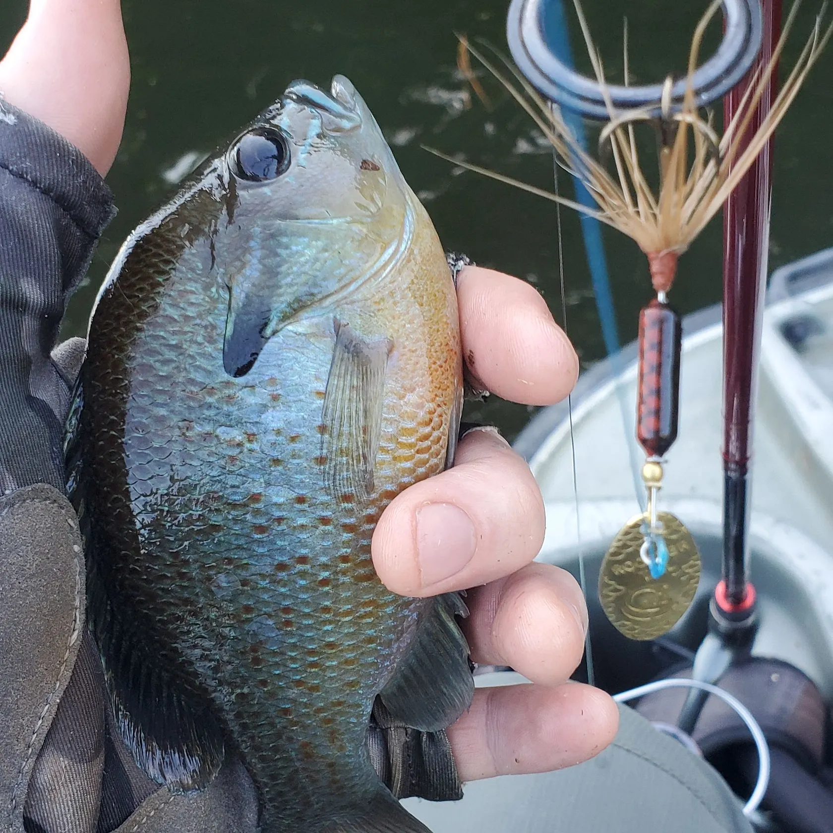 Redbreast sunfish caught on Fishbrain