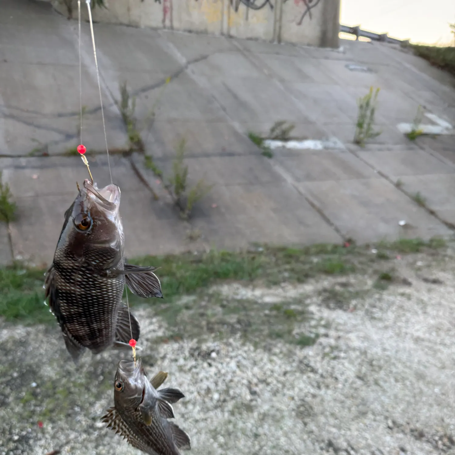 Black sea bass caught on Fishbrain