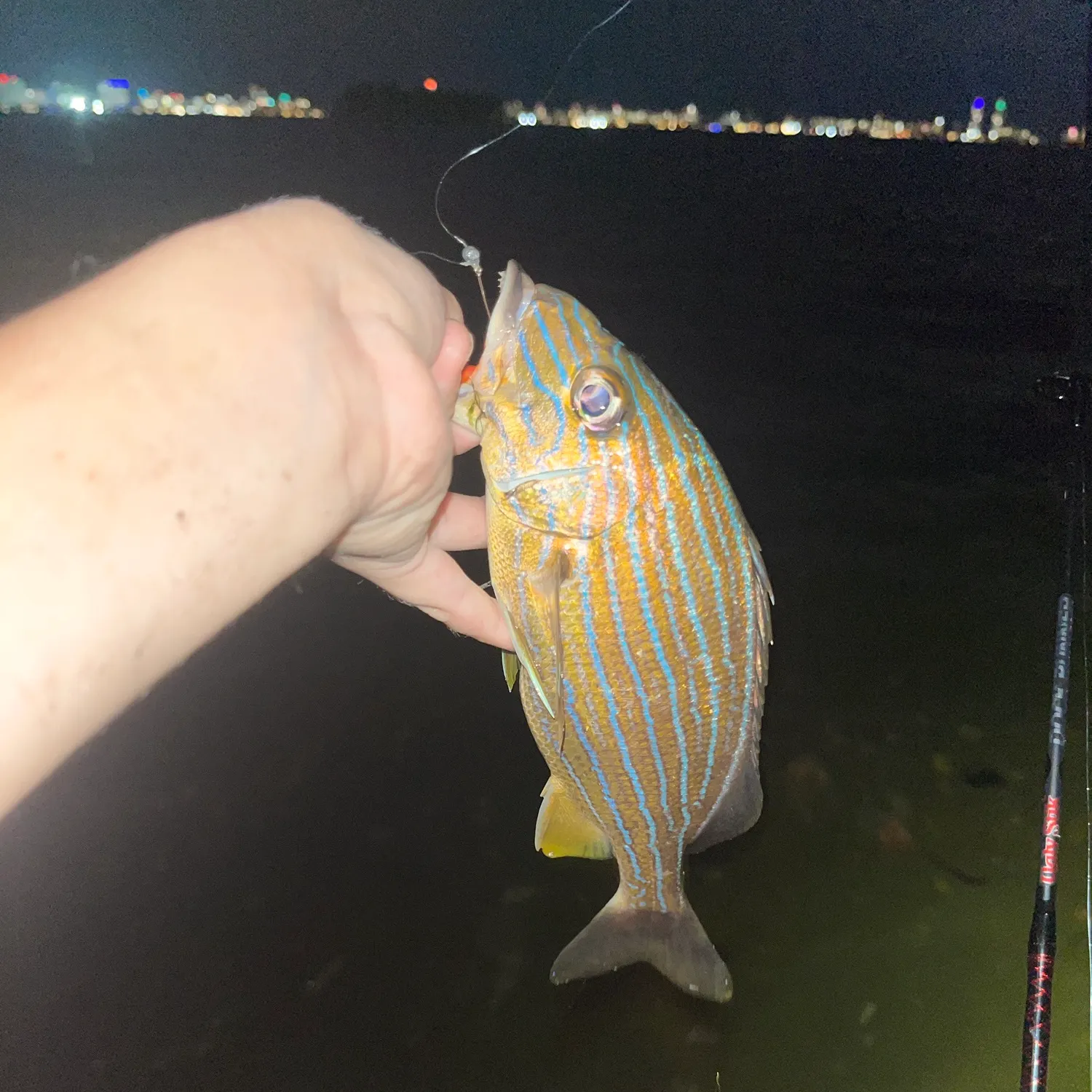Bluestriped grunt caught on Fishbrain