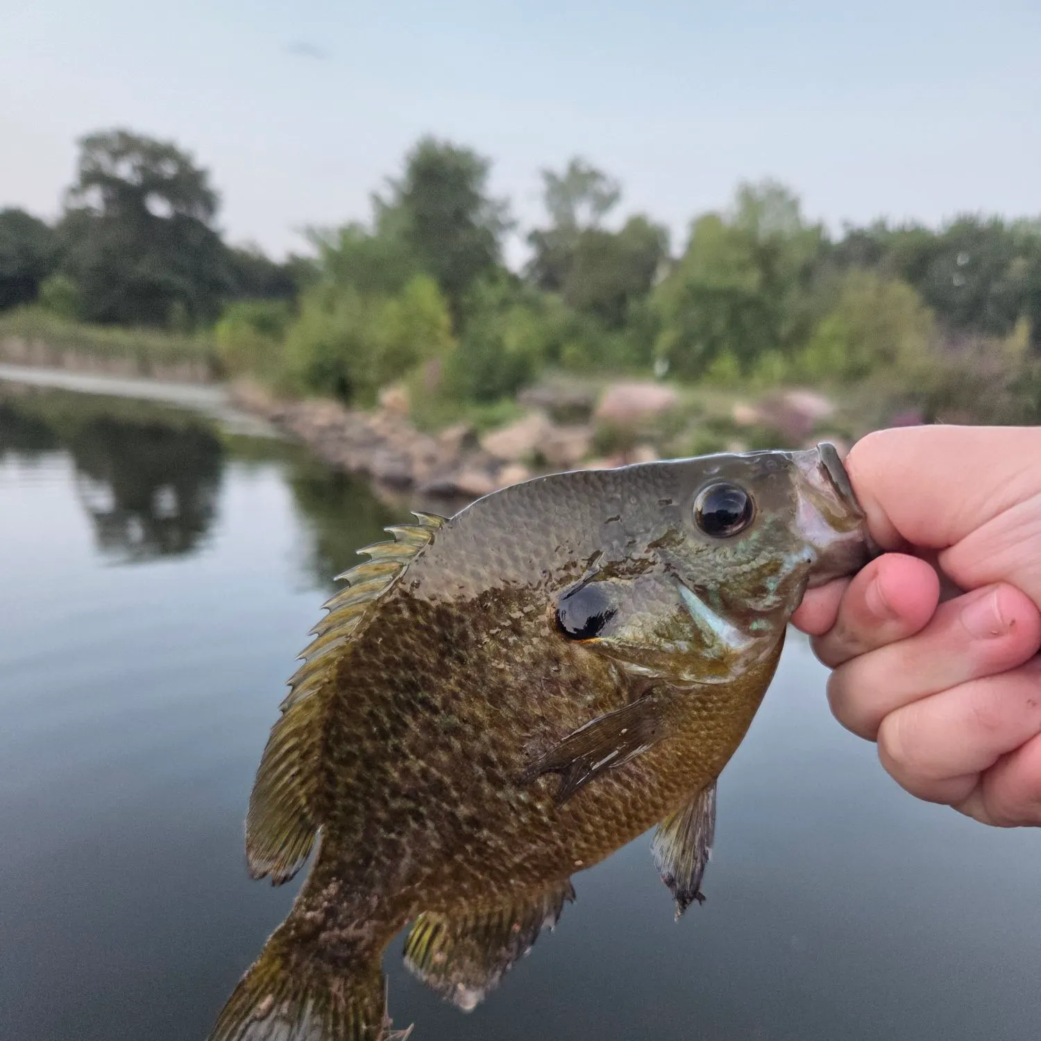 Greengill hybrid caught on Fishbrain