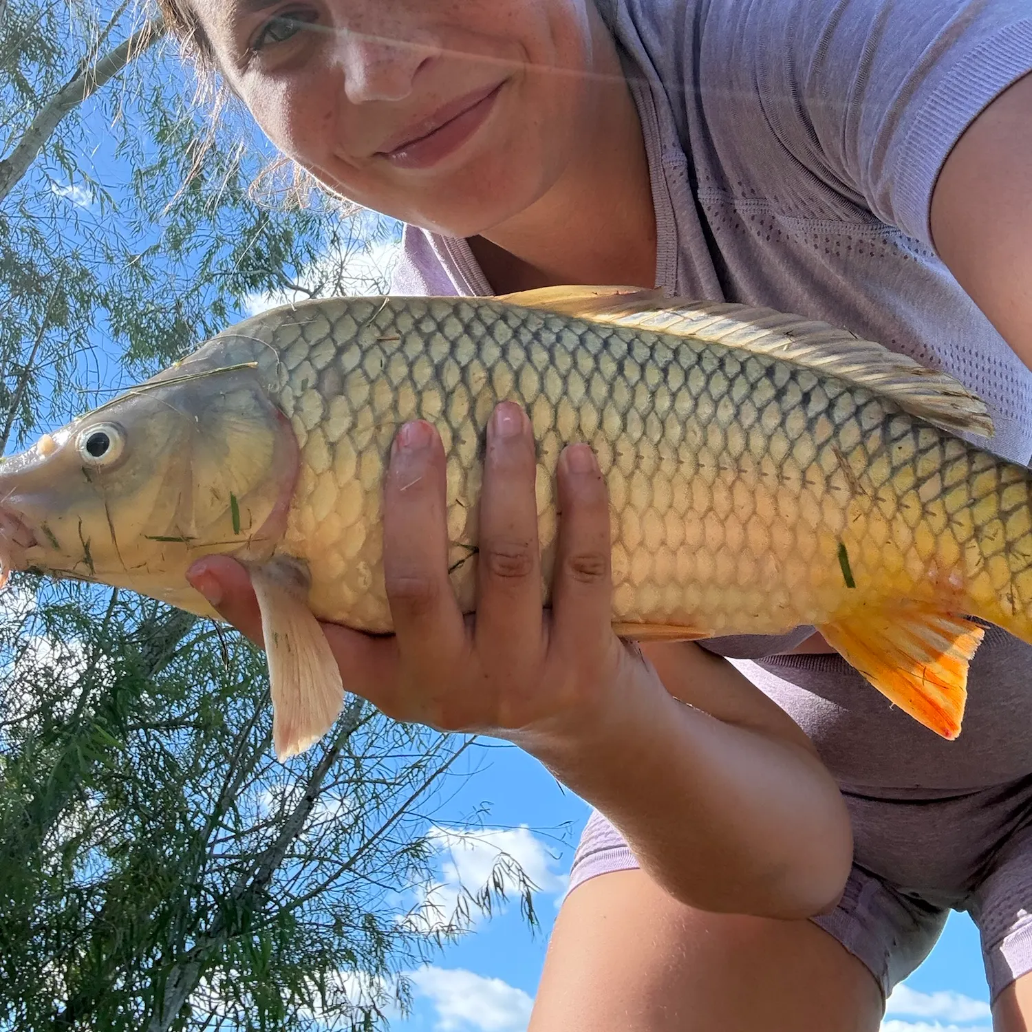 Common carp caught on Fishbrain