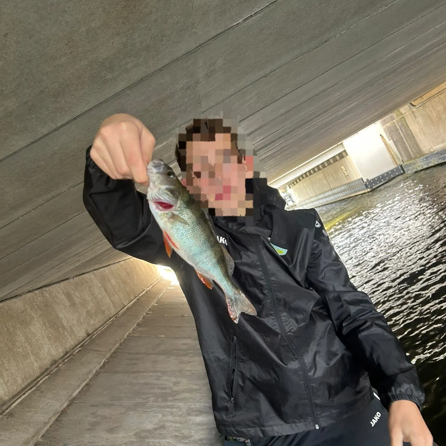European perch caught on Fishbrain