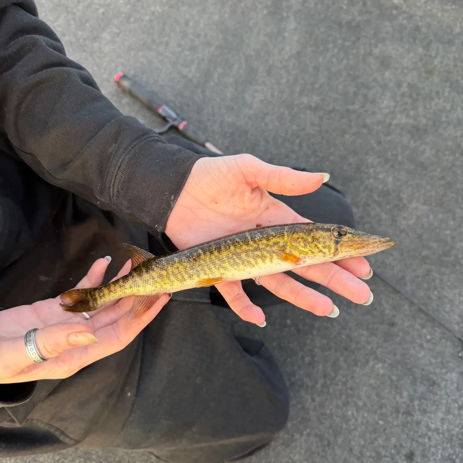 The most recent Grass pickerel catches on Fishbrain