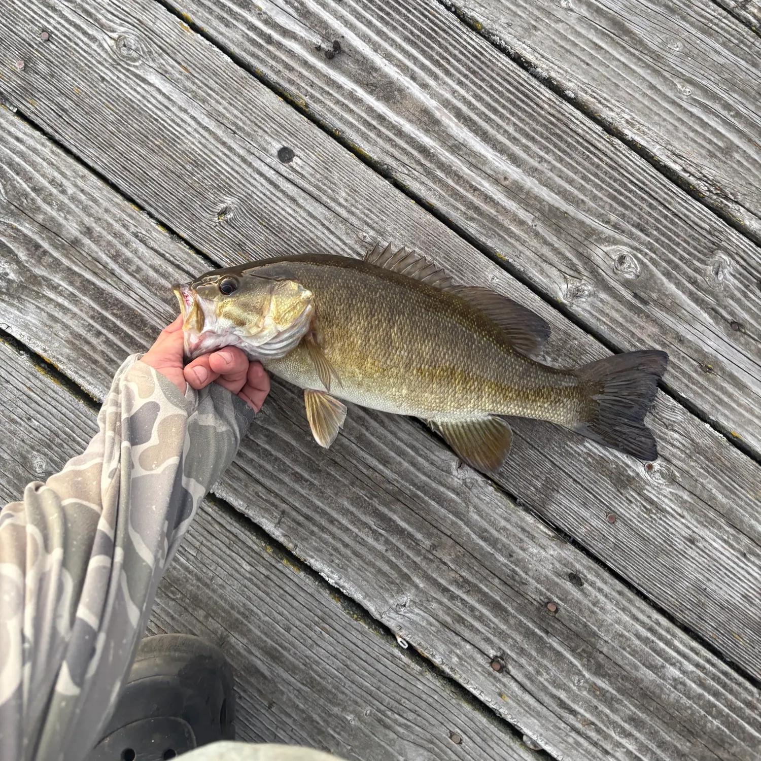 Smallmouth bass caught on Fishbrain