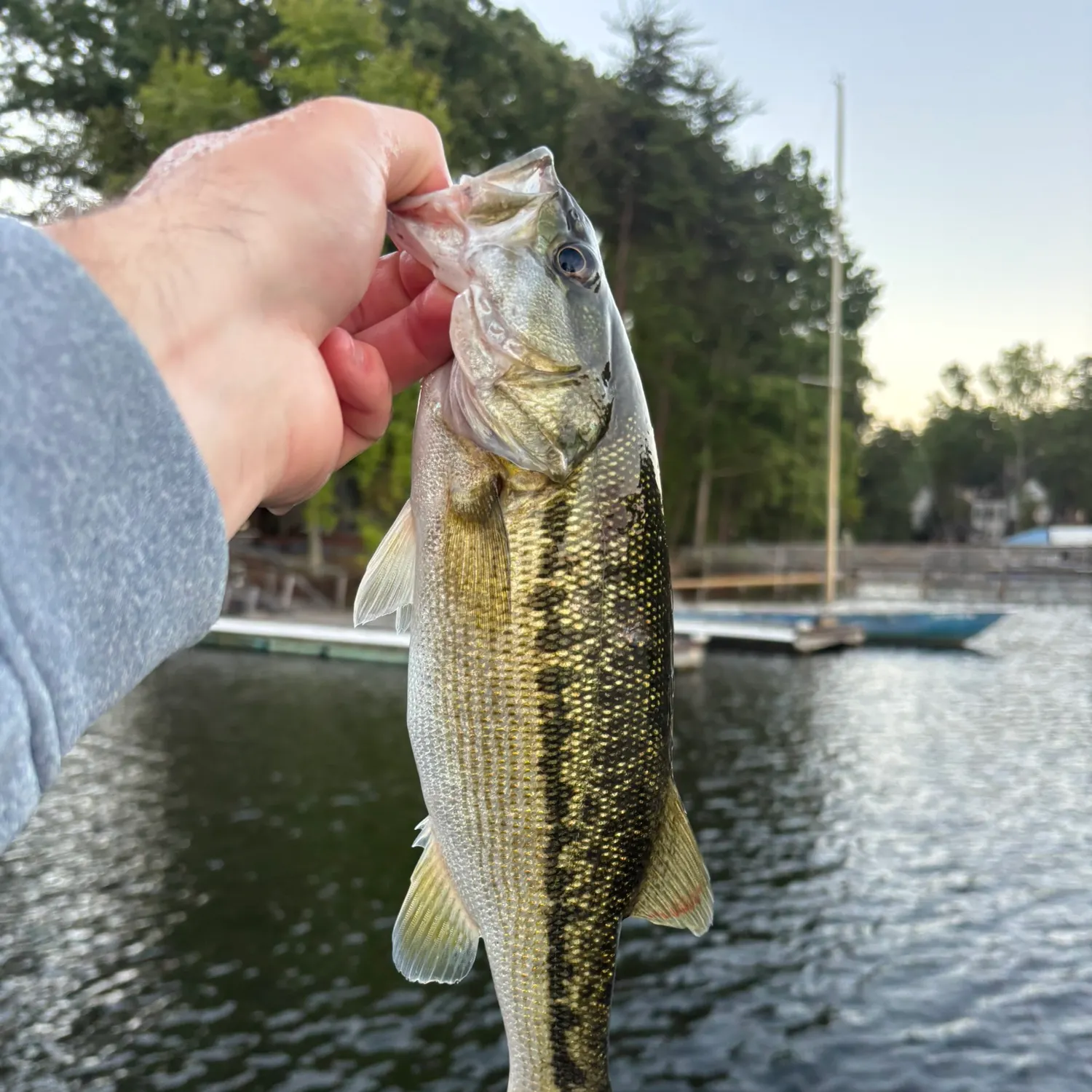 Spotted bass caught on Fishbrain