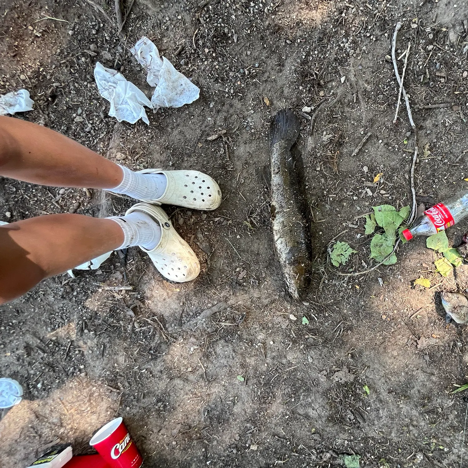 The most recent Ruddy bowfin catches on Fishbrain