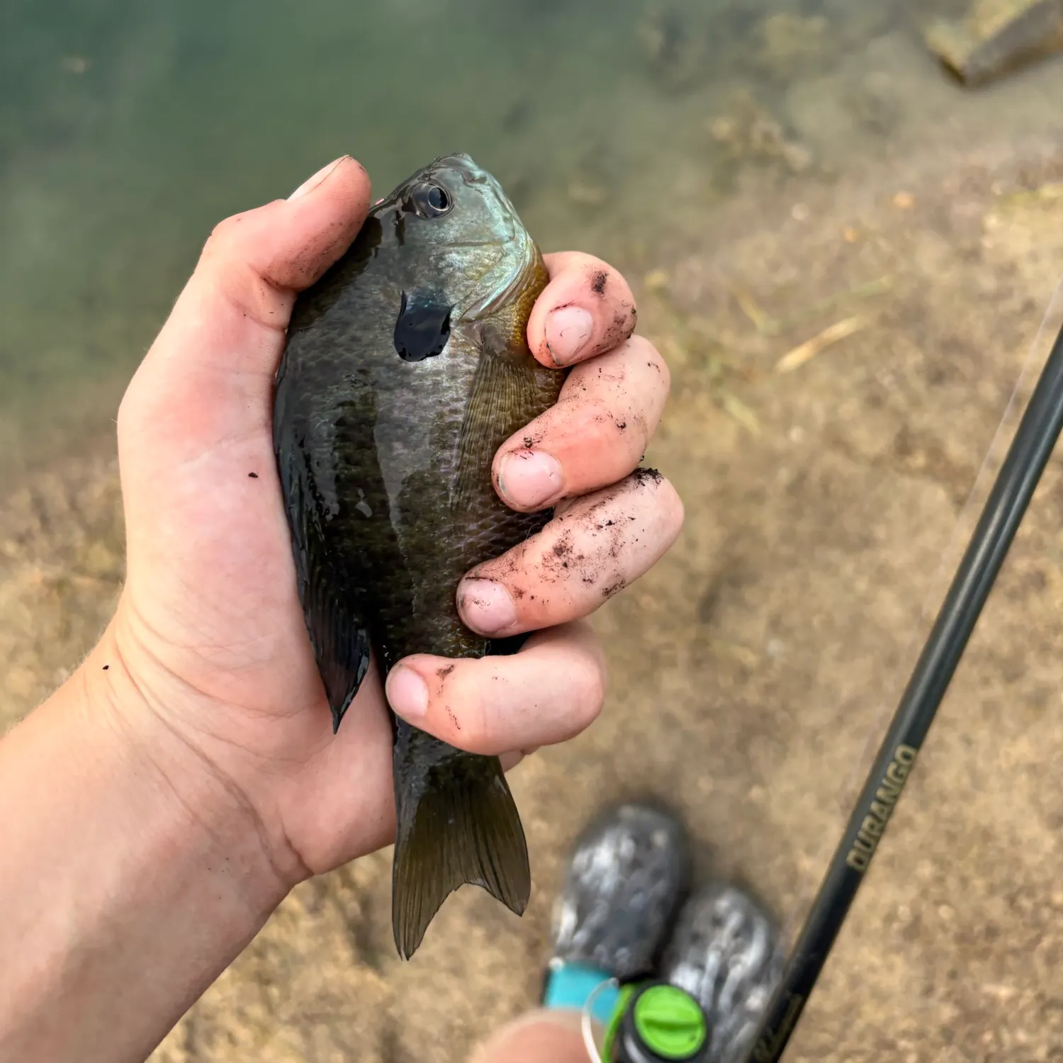 Bluegill caught on Fishbrain