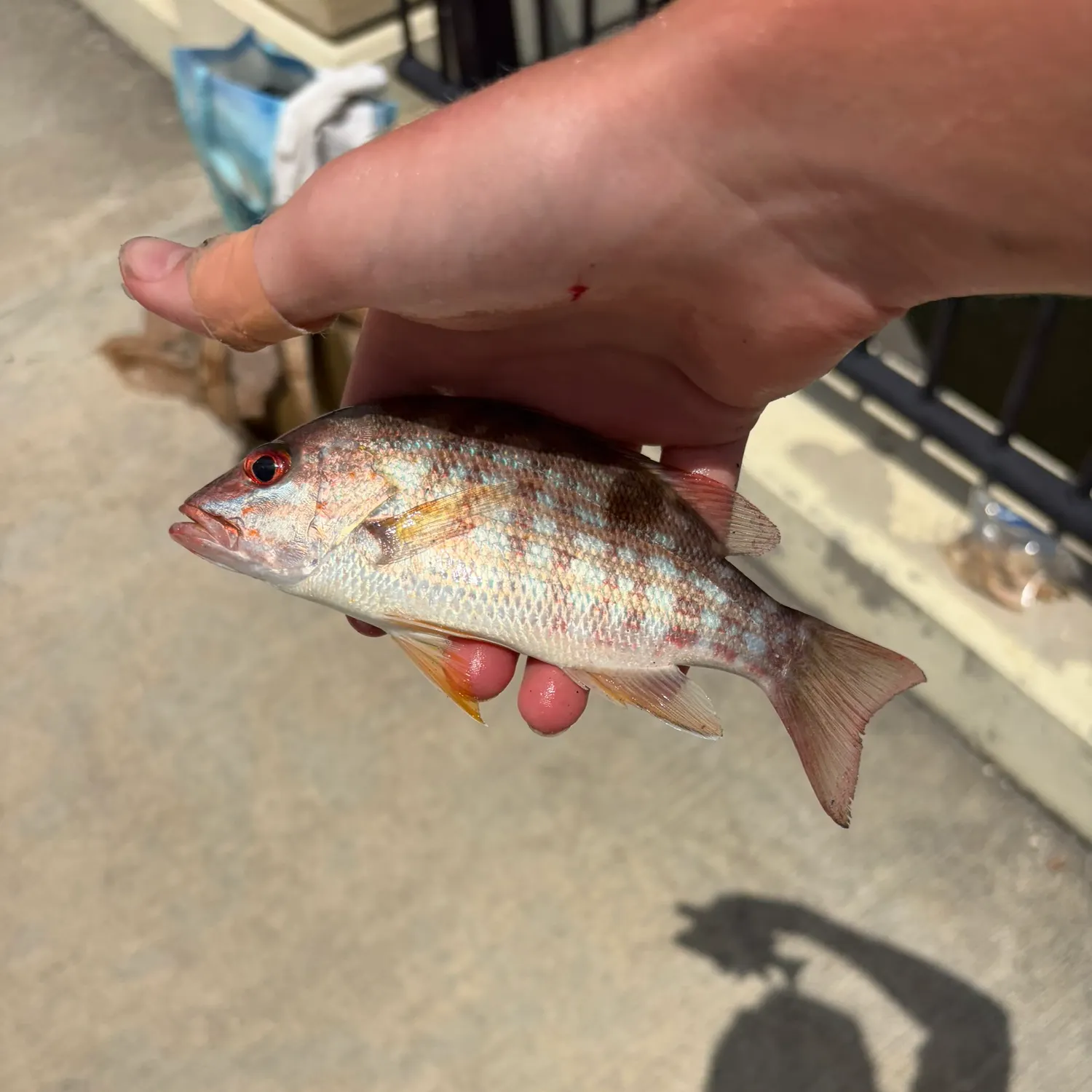 The most recent Lane snapper catches on Fishbrain