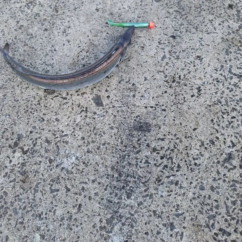 The most recent Snoek catches on Fishbrain