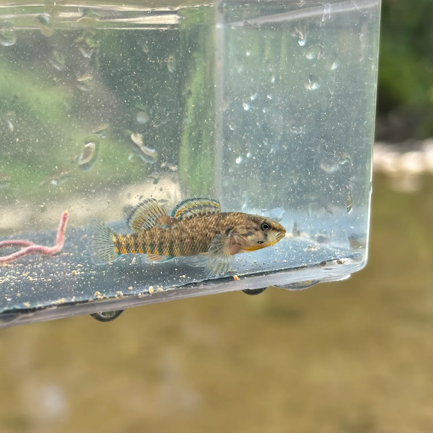 Rainbow darter caught on Fishbrain