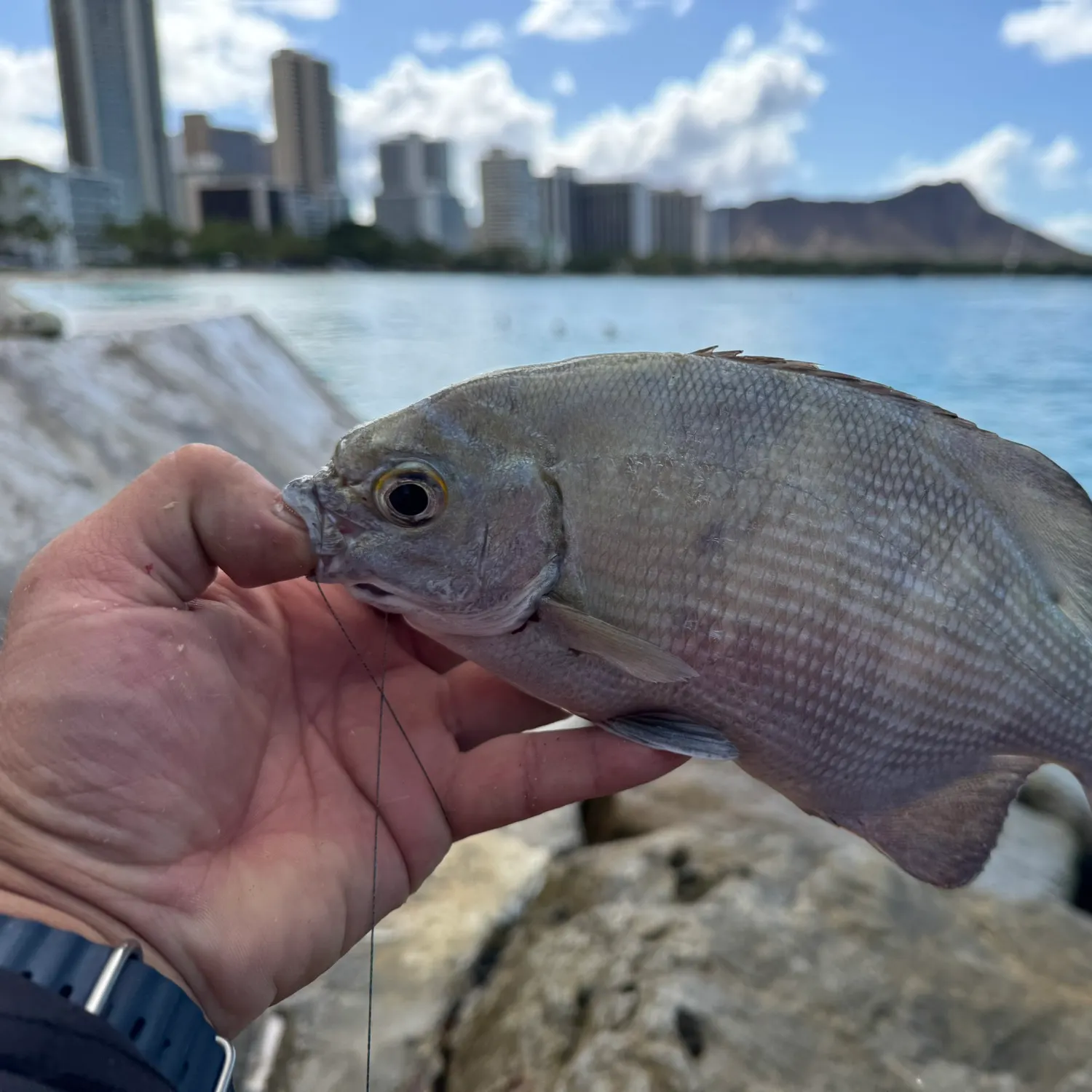 recently logged catches