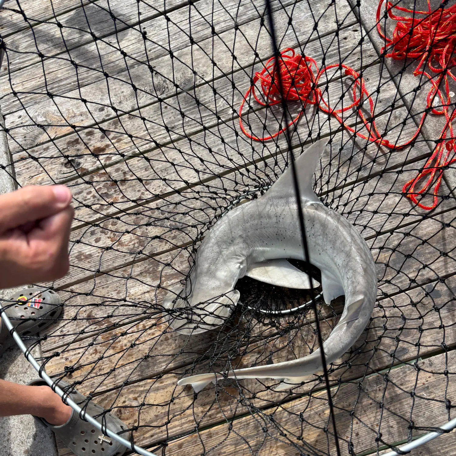 The most recent Bonnethead shark catches on Fishbrain