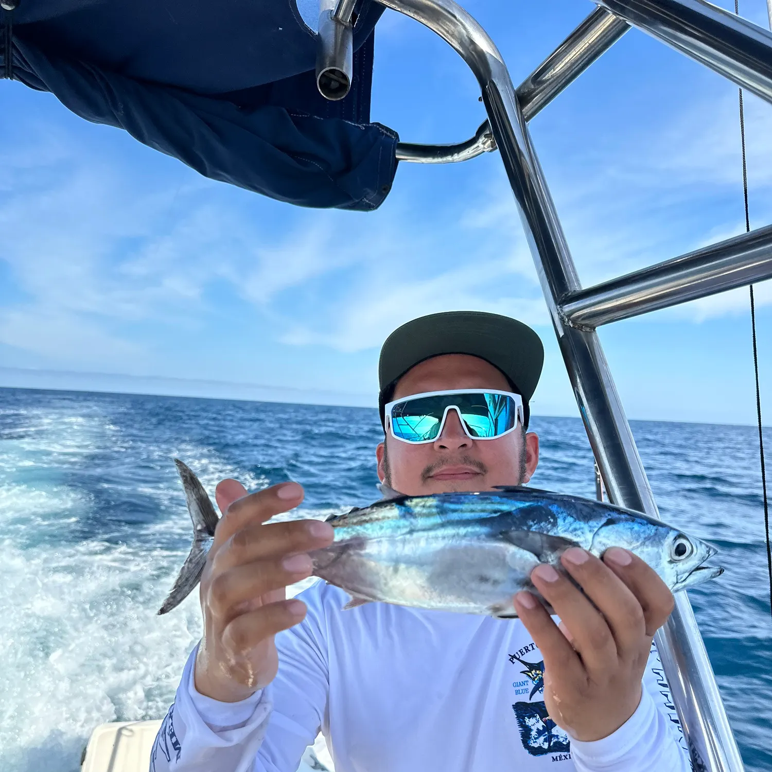The most recent Skipjack tuna catches on Fishbrain