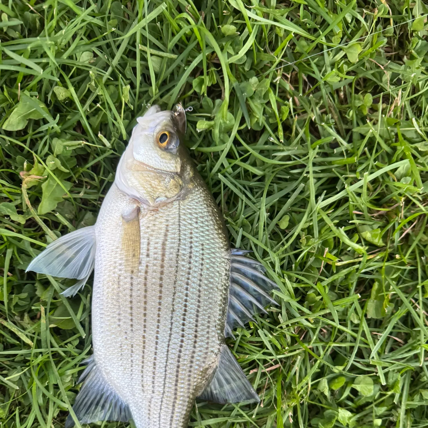 White bass caught on Fishbrain