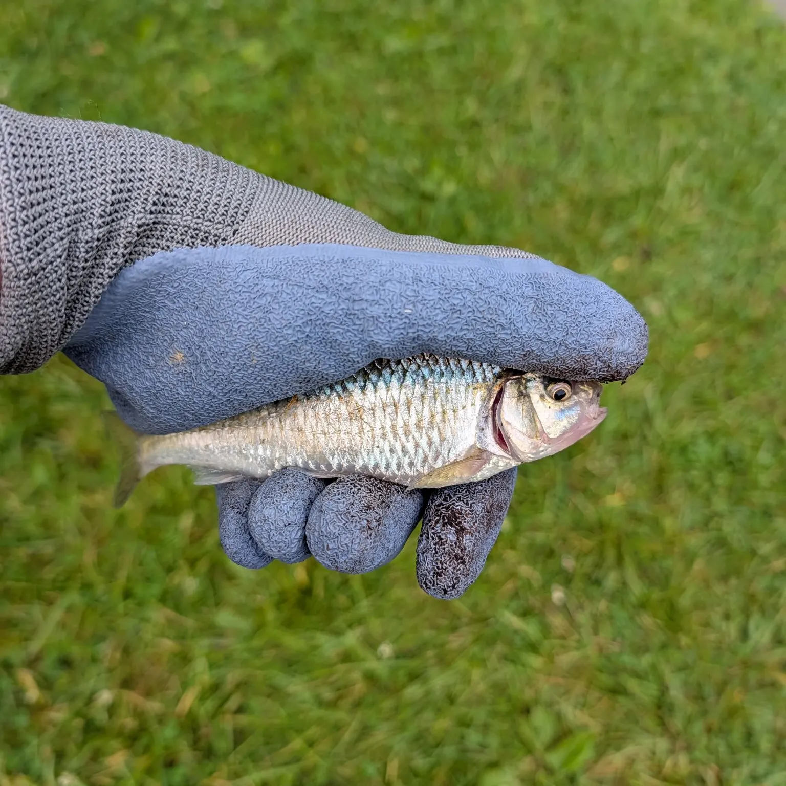 The most recent Striped shiner catches on Fishbrain
