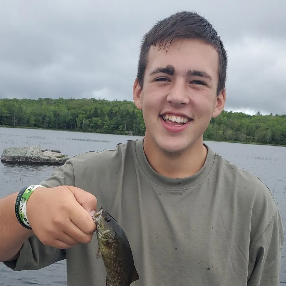 Smallmouth bass caught on Fishbrain